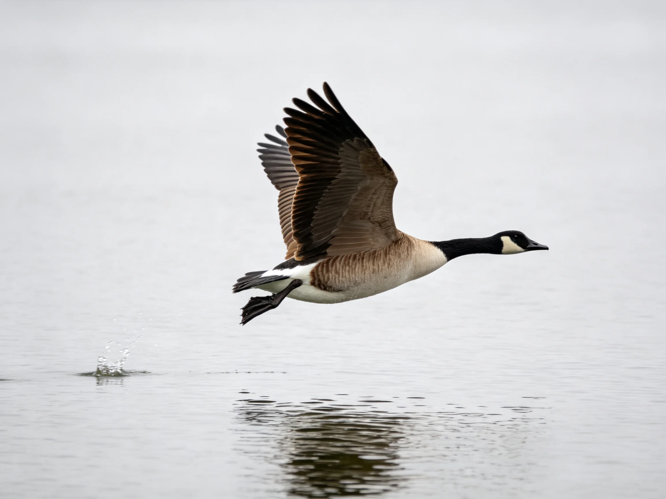 A Canada Goose Launches From Calm Water With Outstretched Wings