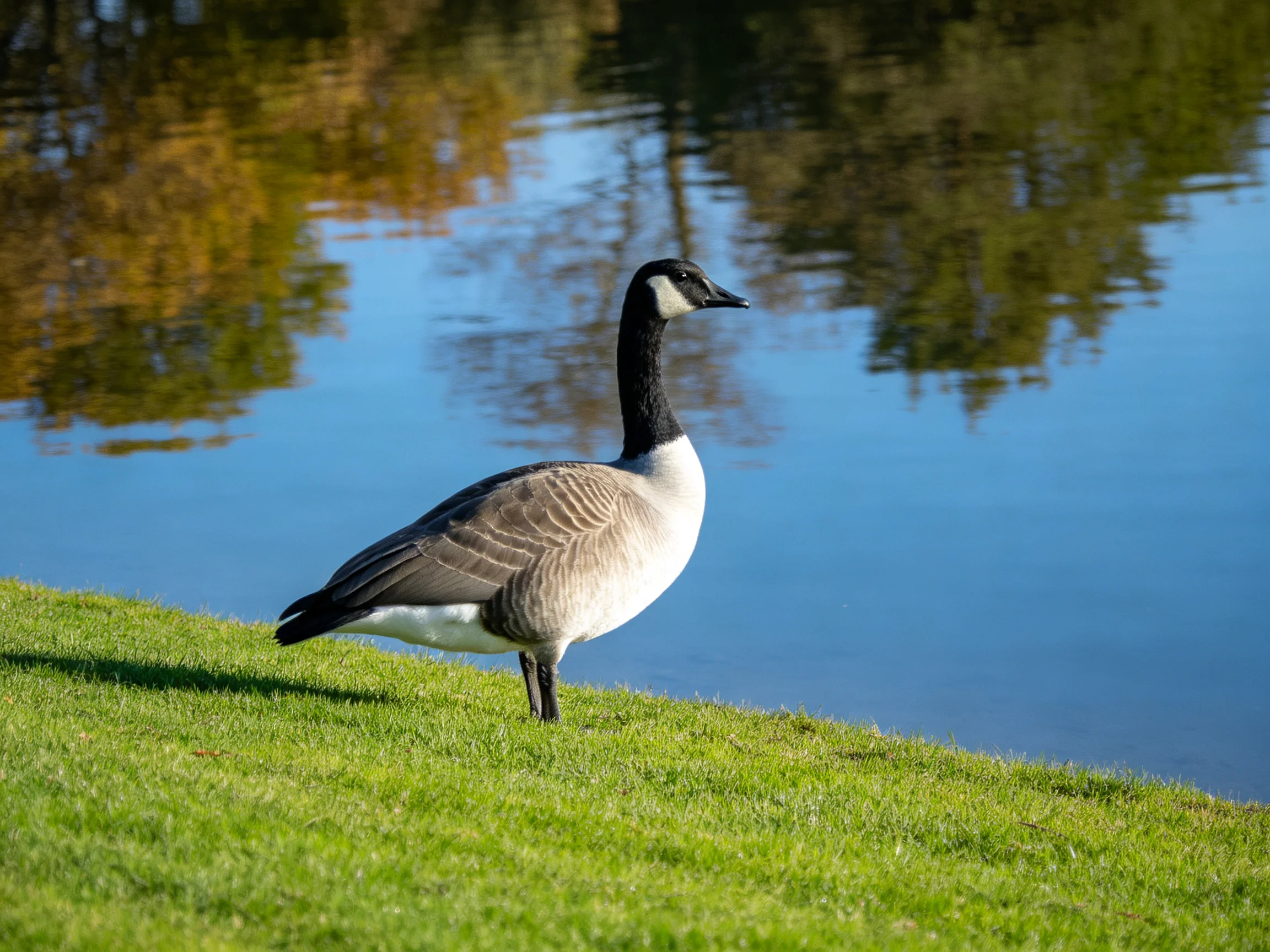 A Canada Goose Stands on Lush Green Grass by a Calm Blue Pond