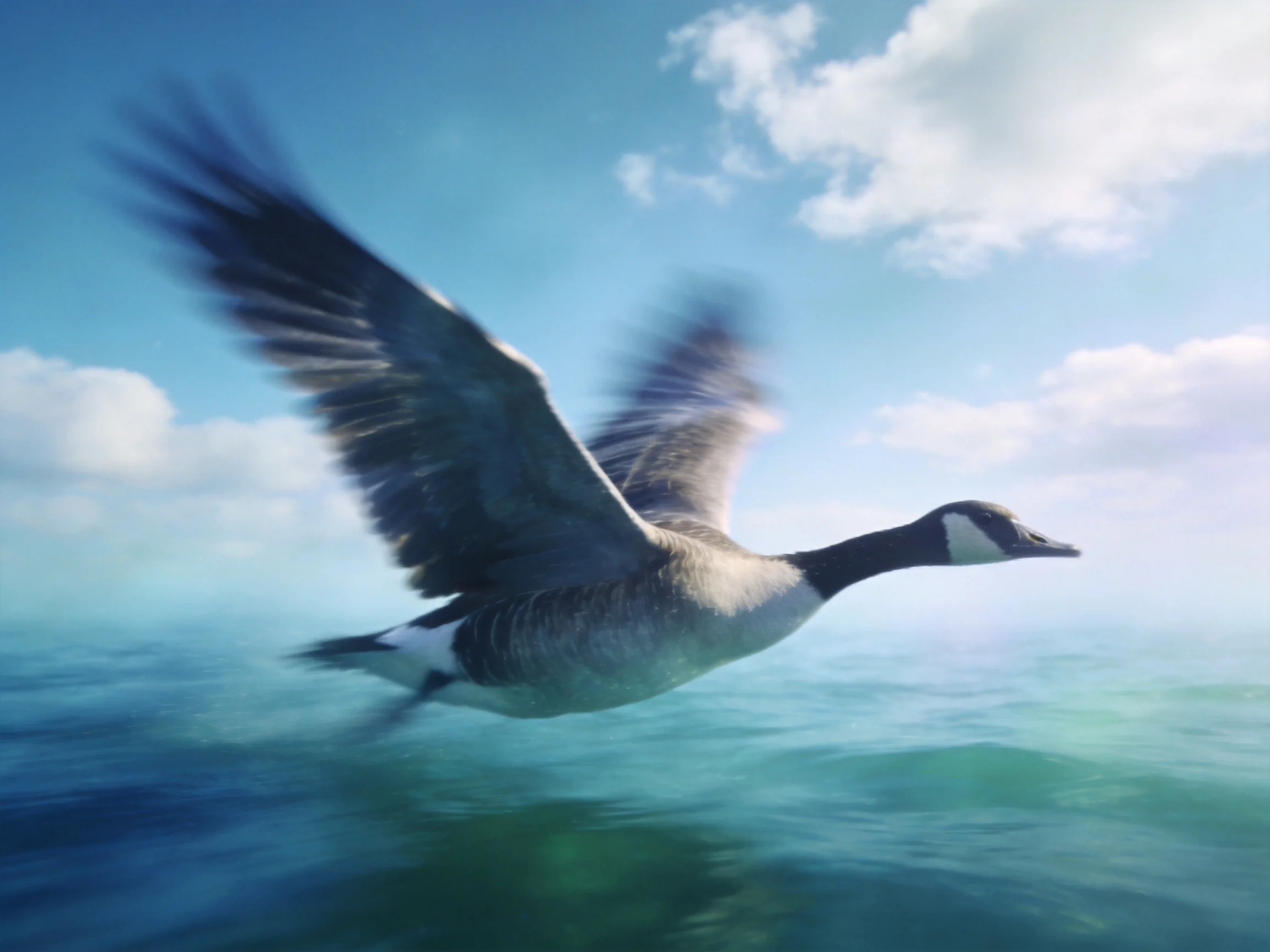 A Canada Goose flies over turquoise waters with wings spread wide