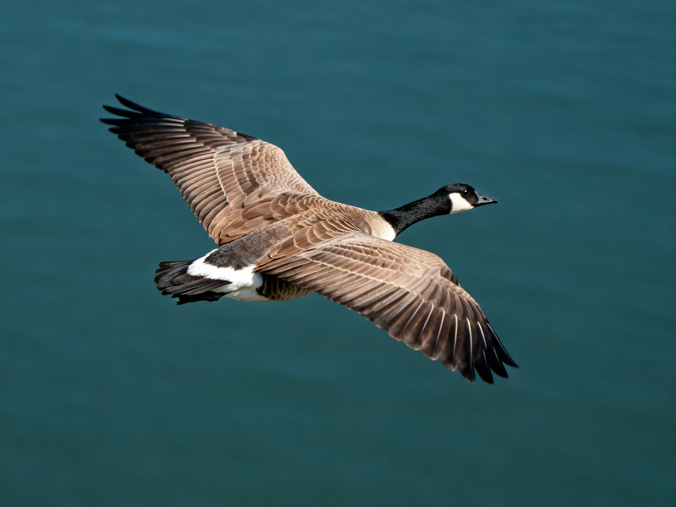 A Canada Goose flies with spread brown wings over deep teal water