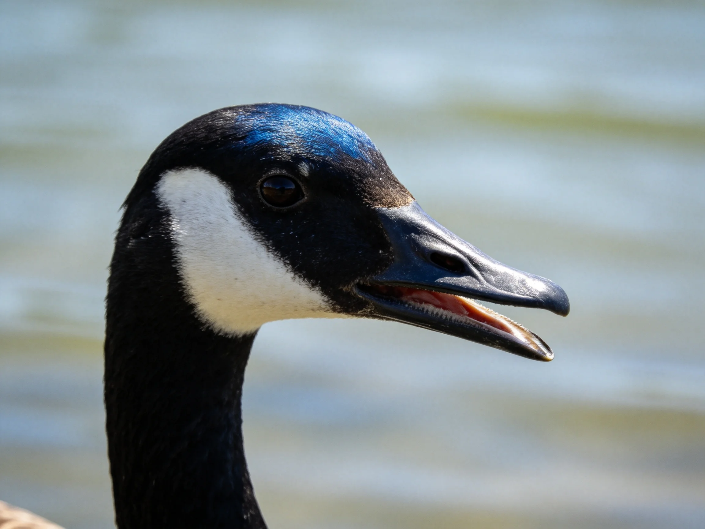 A Canada Goose with black, white, and iridescent blue plumage near water