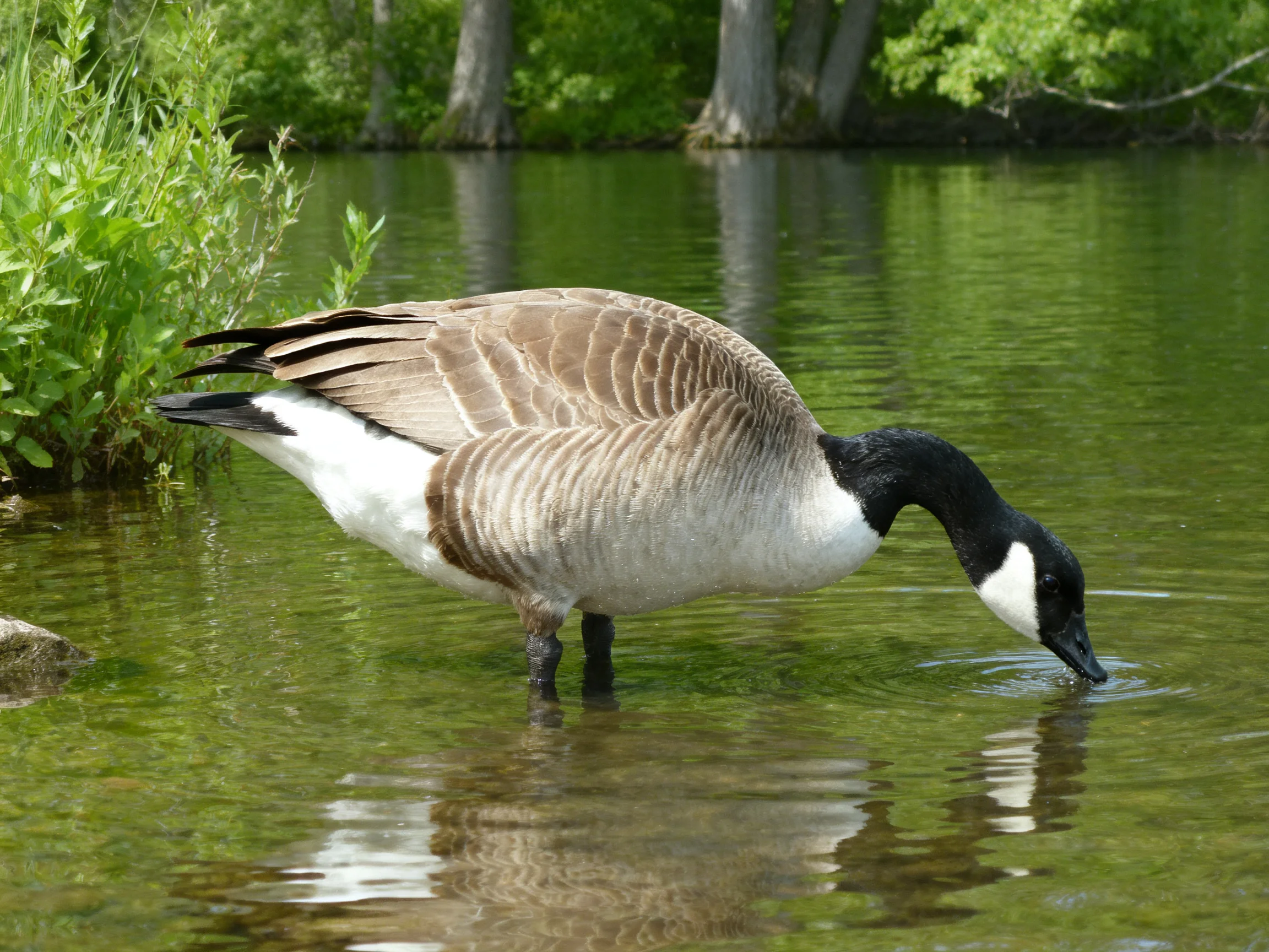 A Canada goose drinks from a calm green river near lush vegetation