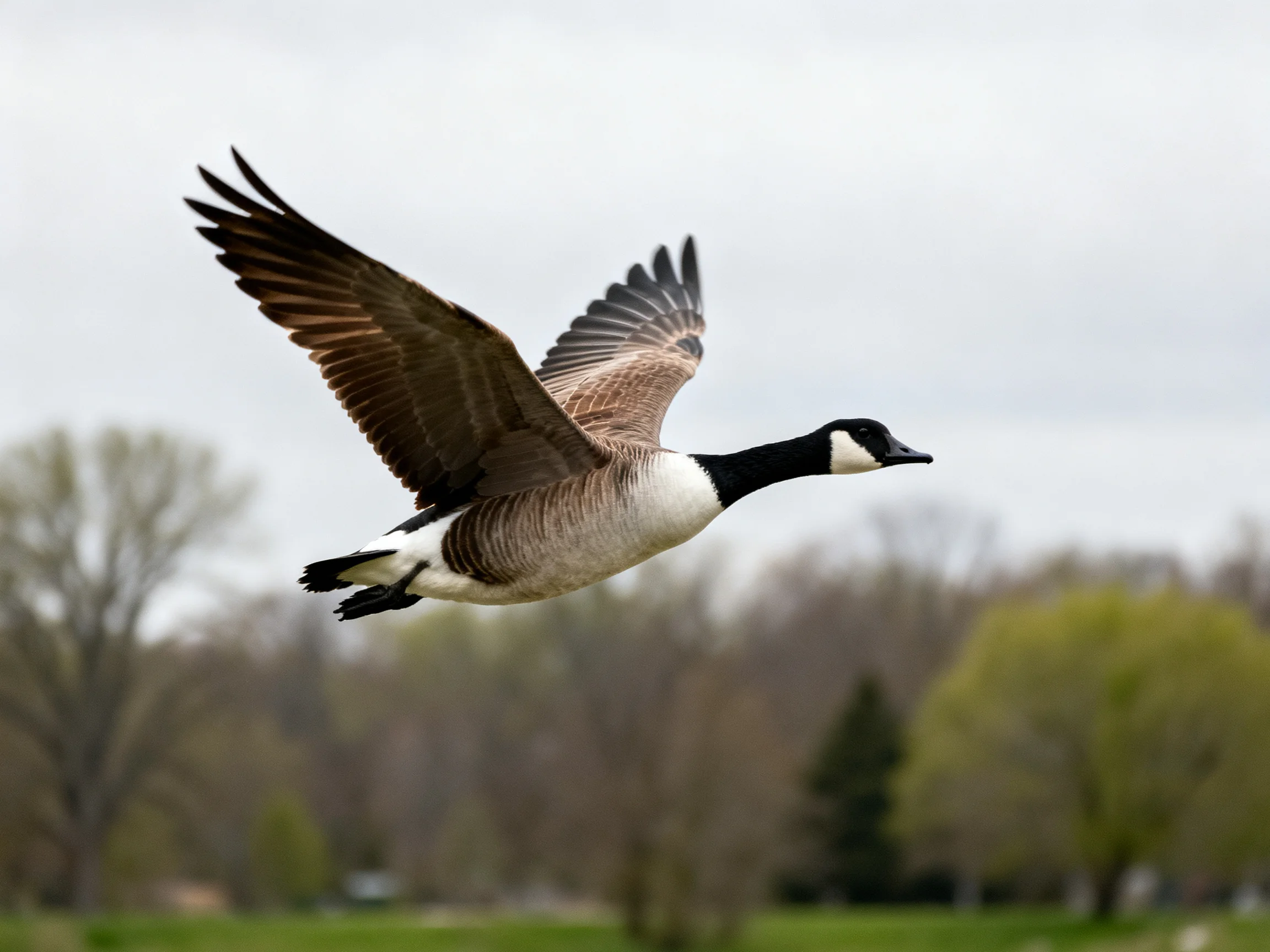 A Canada goose flies with outstretched wings over a green landscape