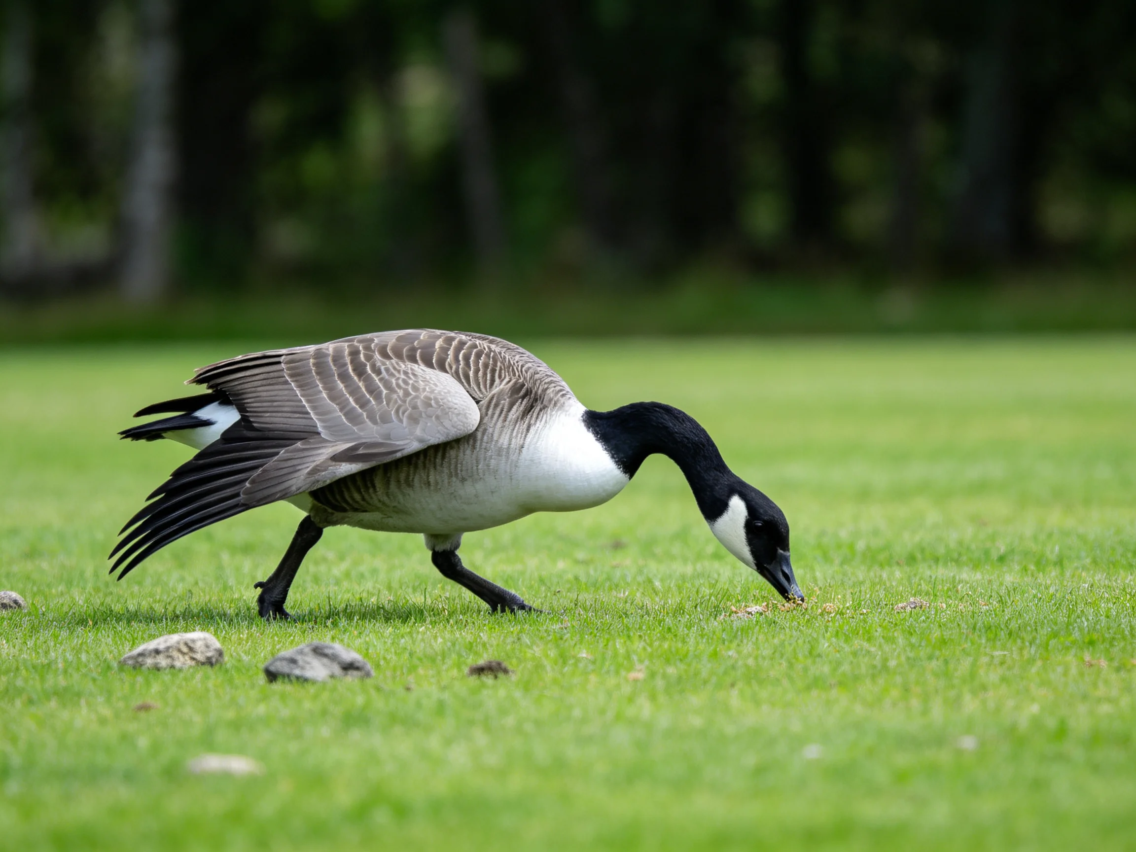 A Canada goose foraging on lush green grass near small rocks