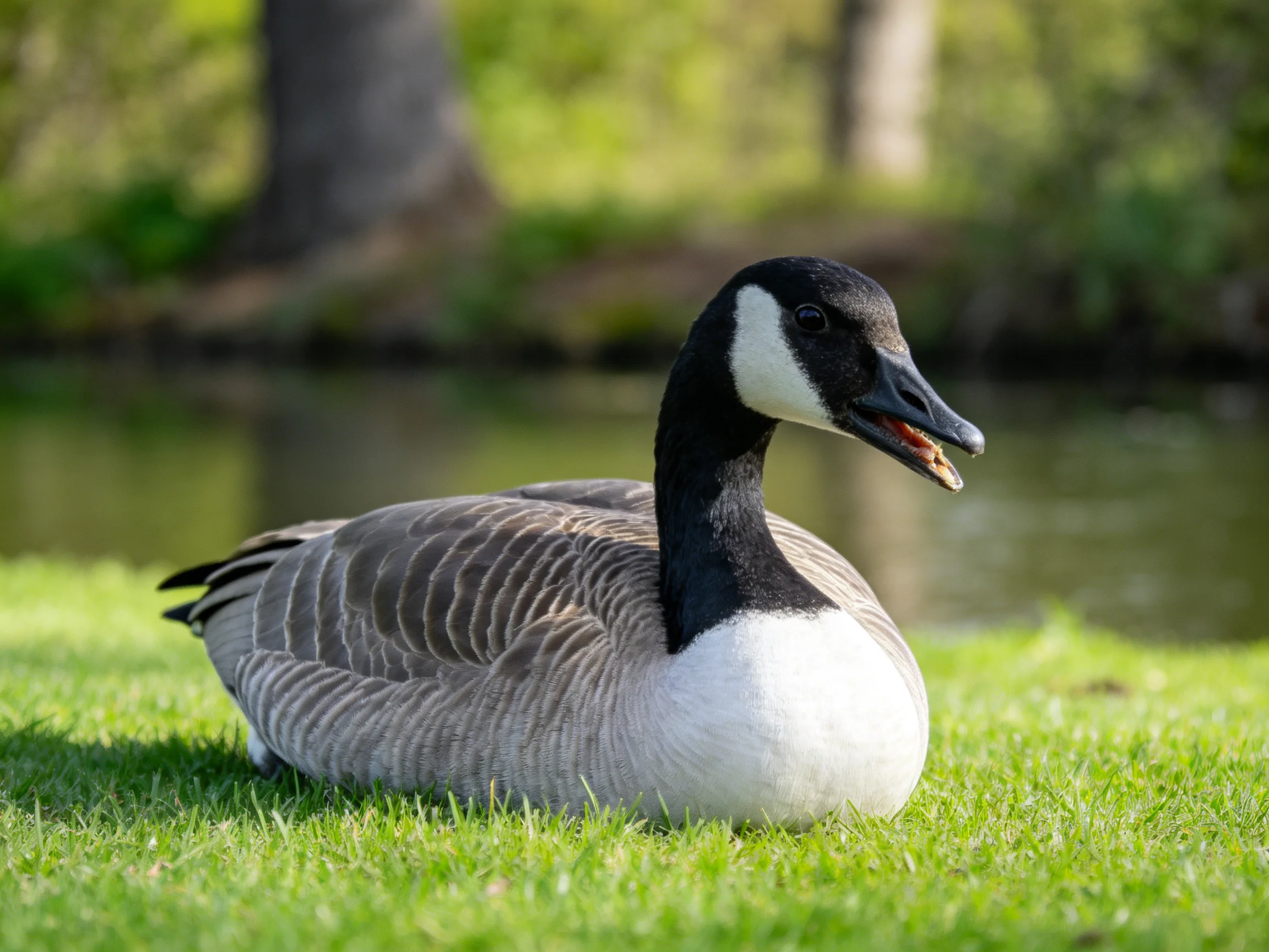 A Canada goose resting on lush green grass near a calm body of water