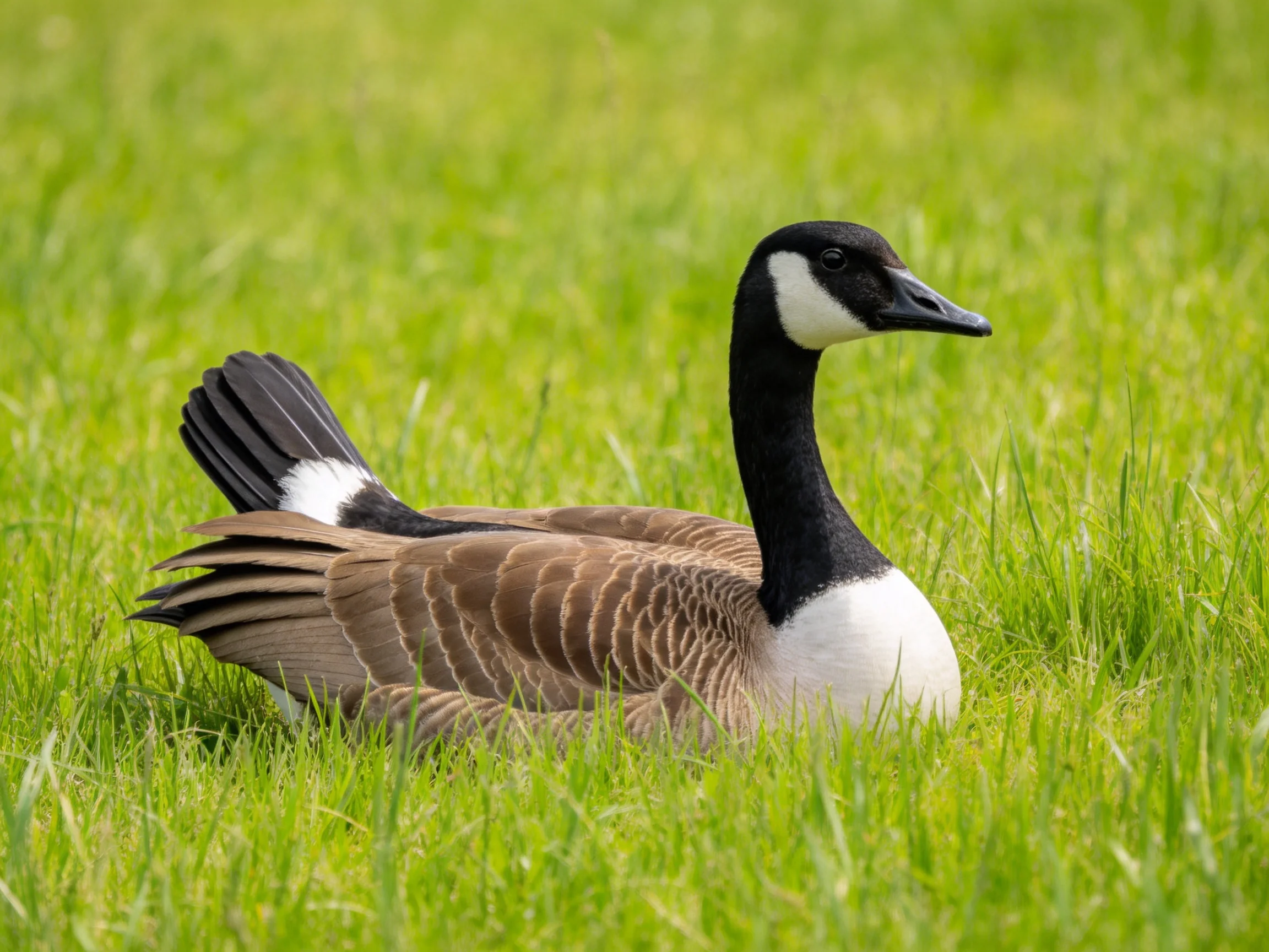 A Canada goose rests amid lush green grass.