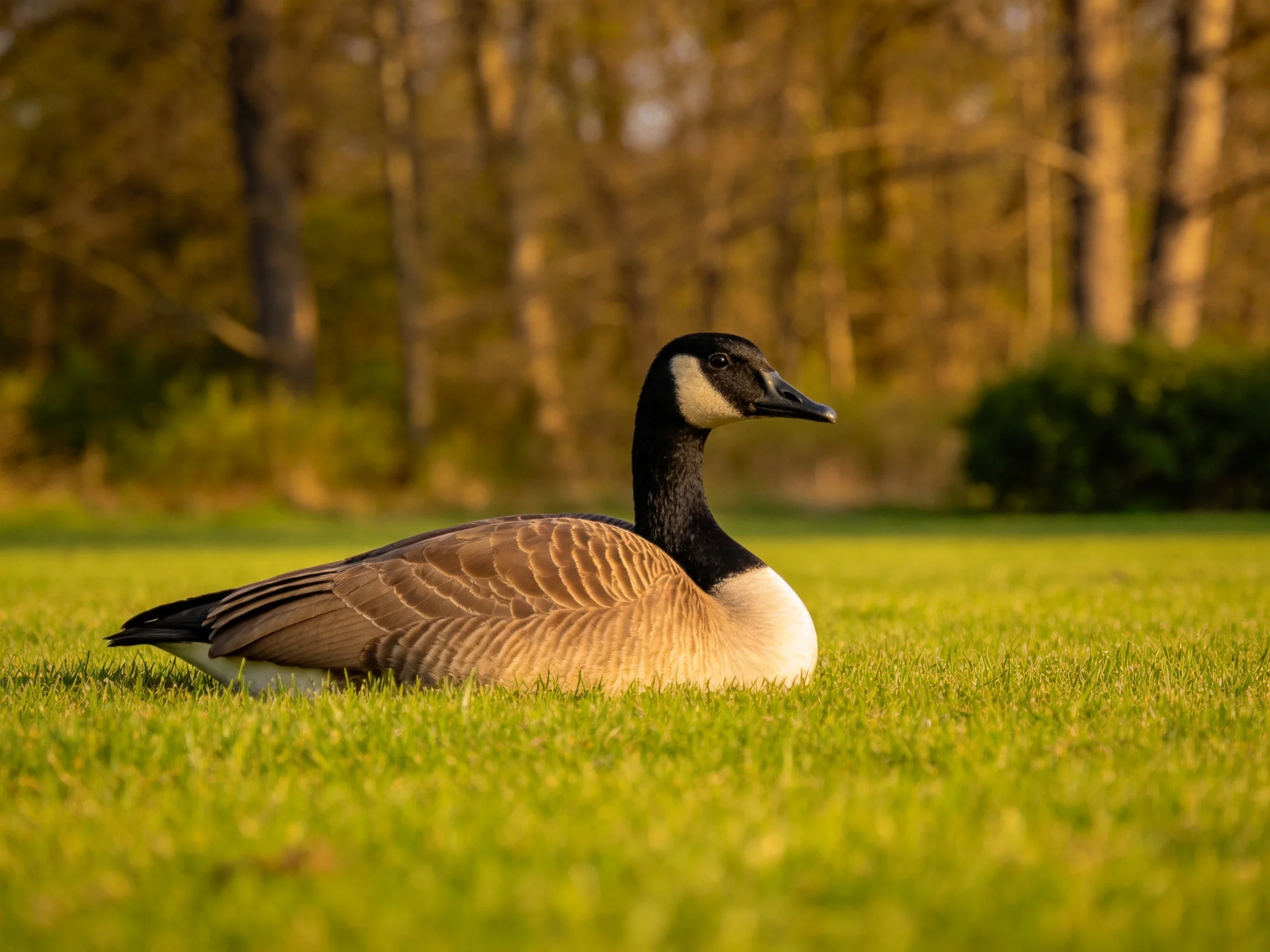 A Canada goose rests on lush green grass amid a wooded backdrop.