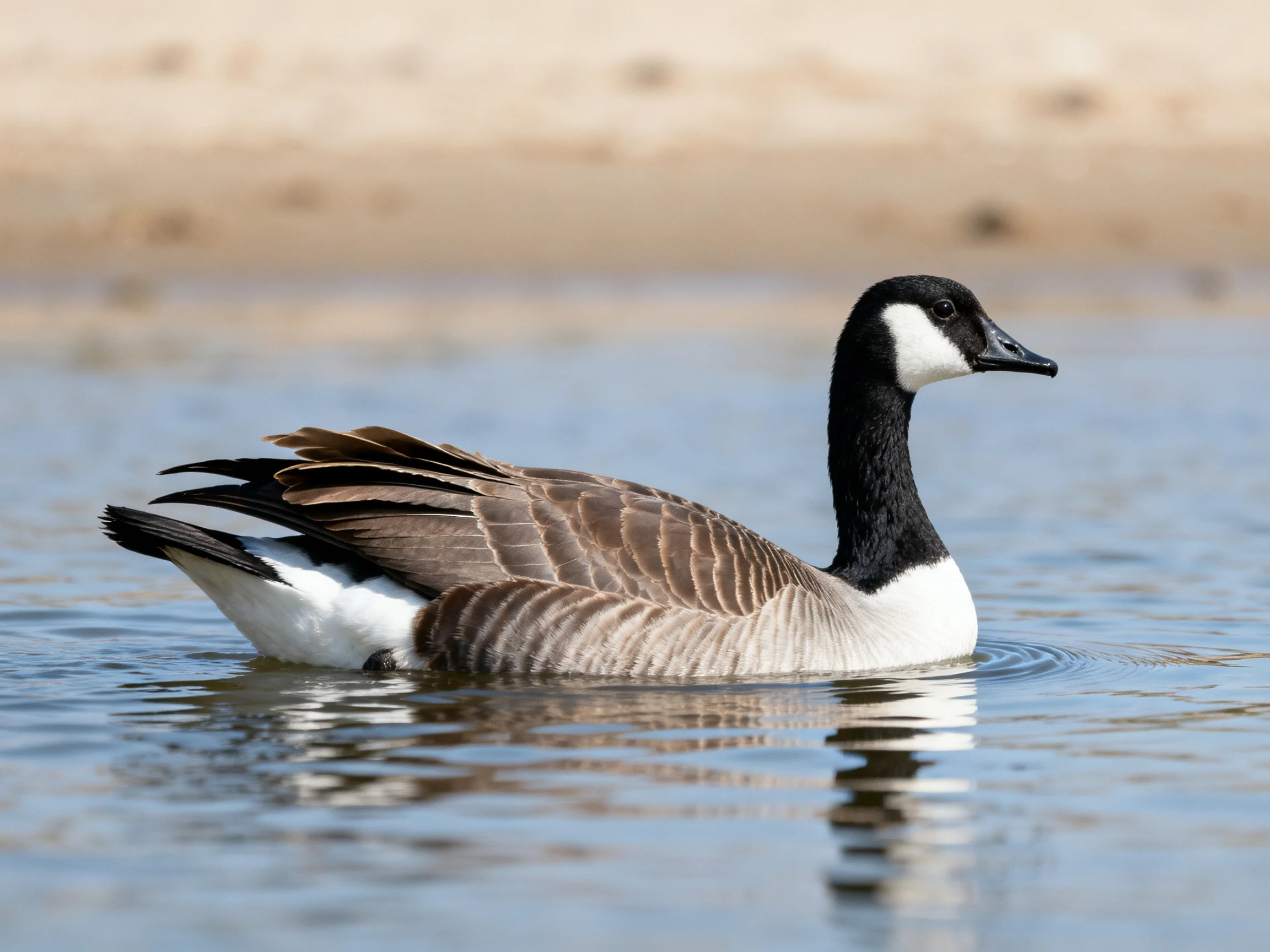A Canada goose swims in calm blue water near sandy shore