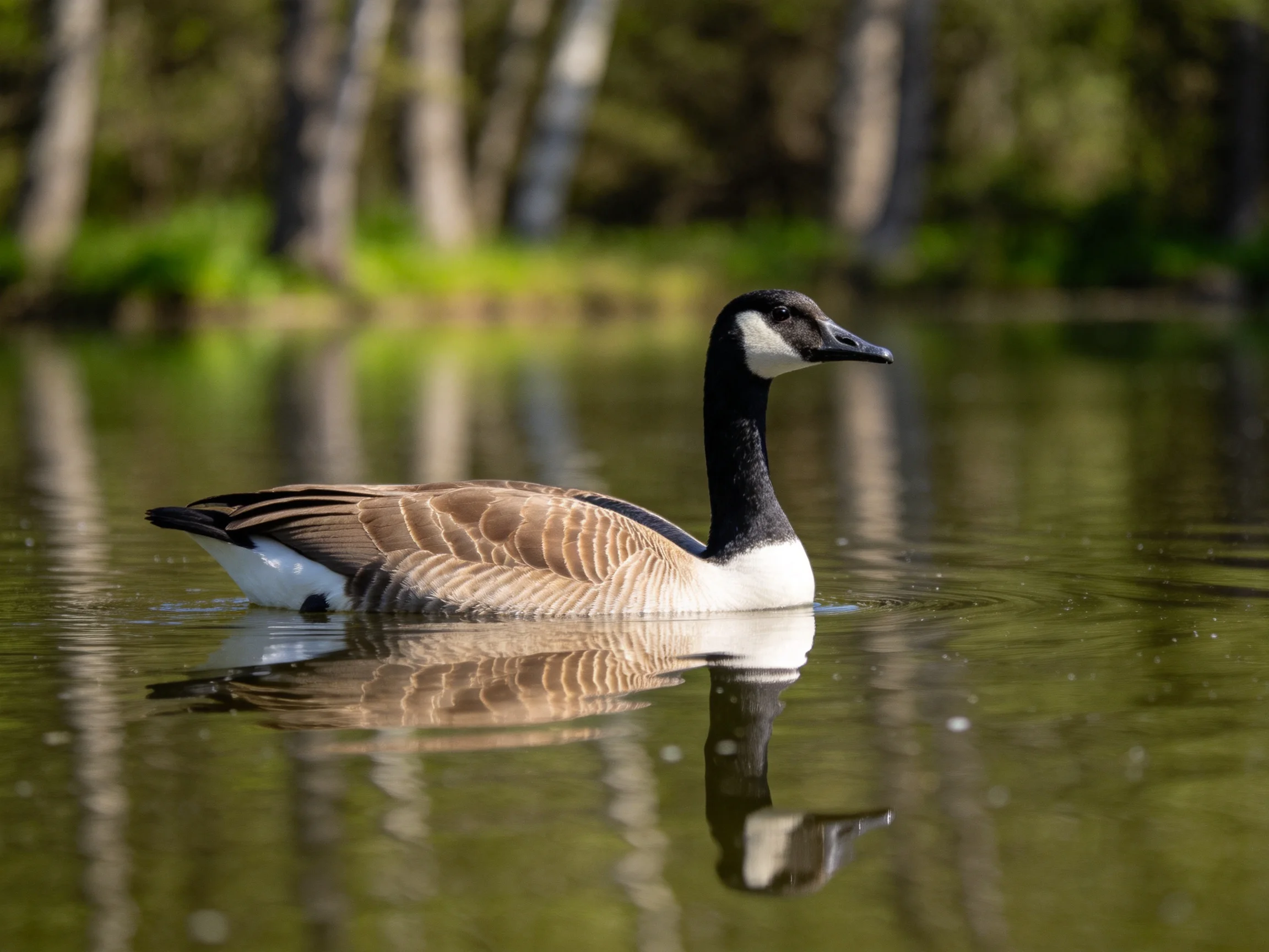 A Canada goose swims in calm green water near forested trees