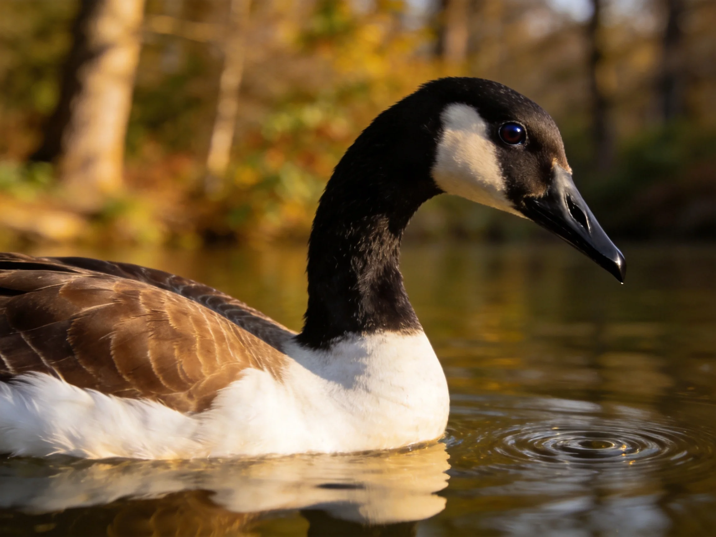 A Canada goose swims in calm water with autumn foliage