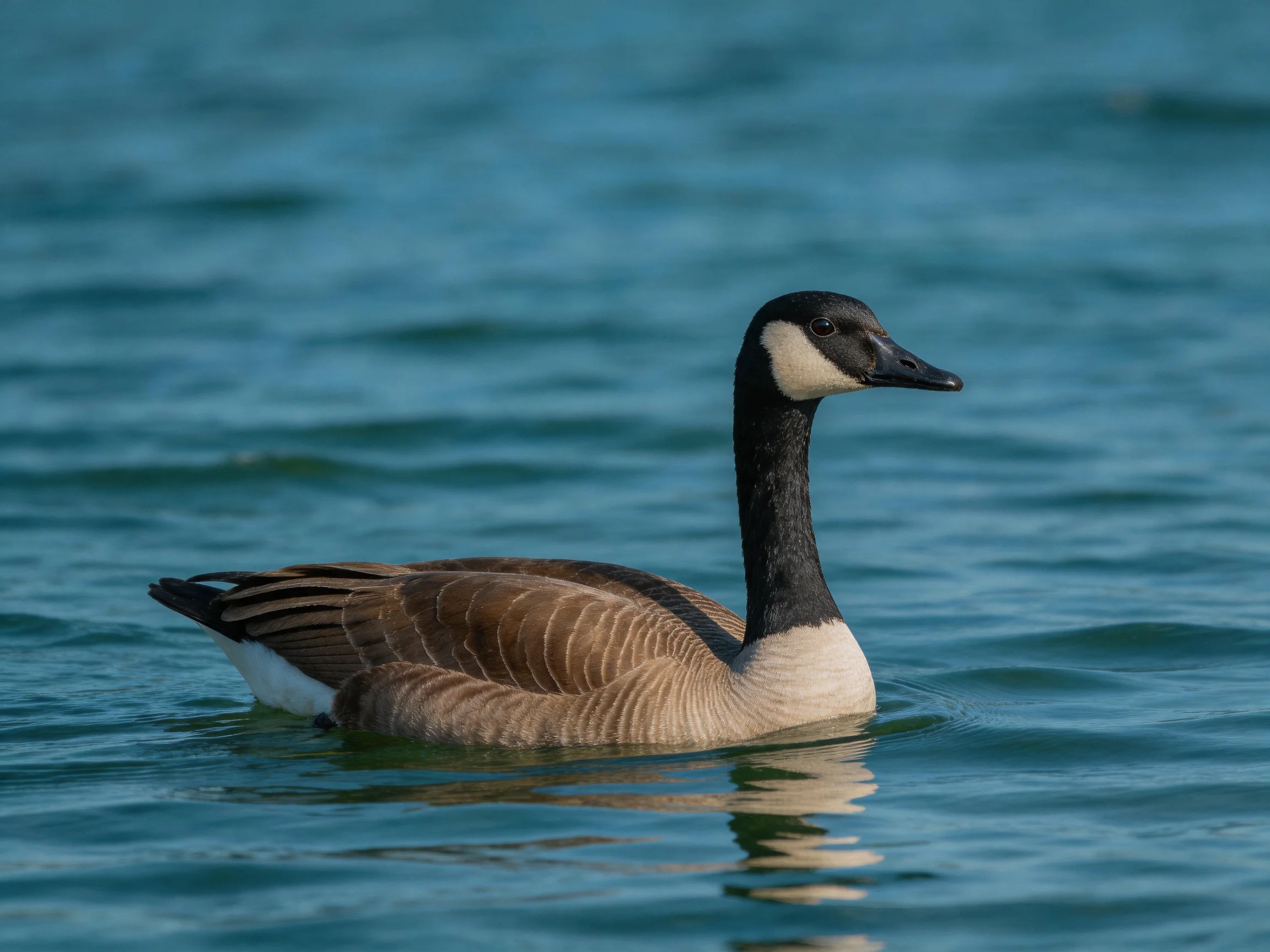 A Canada goose swims in serene blue water