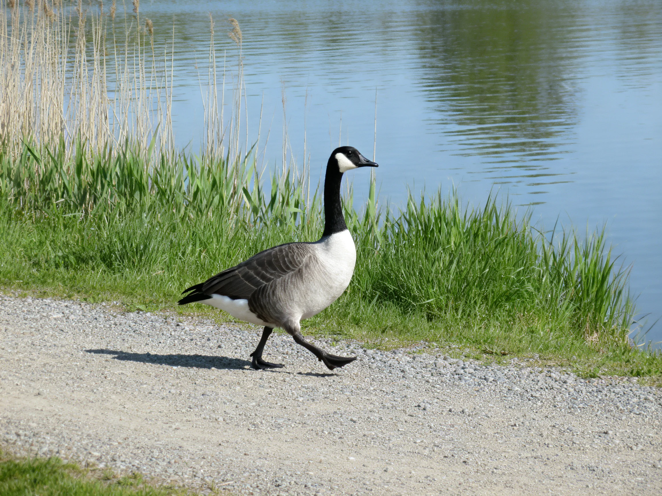 A Canada goose walking along a gravel path near a tranquil lake