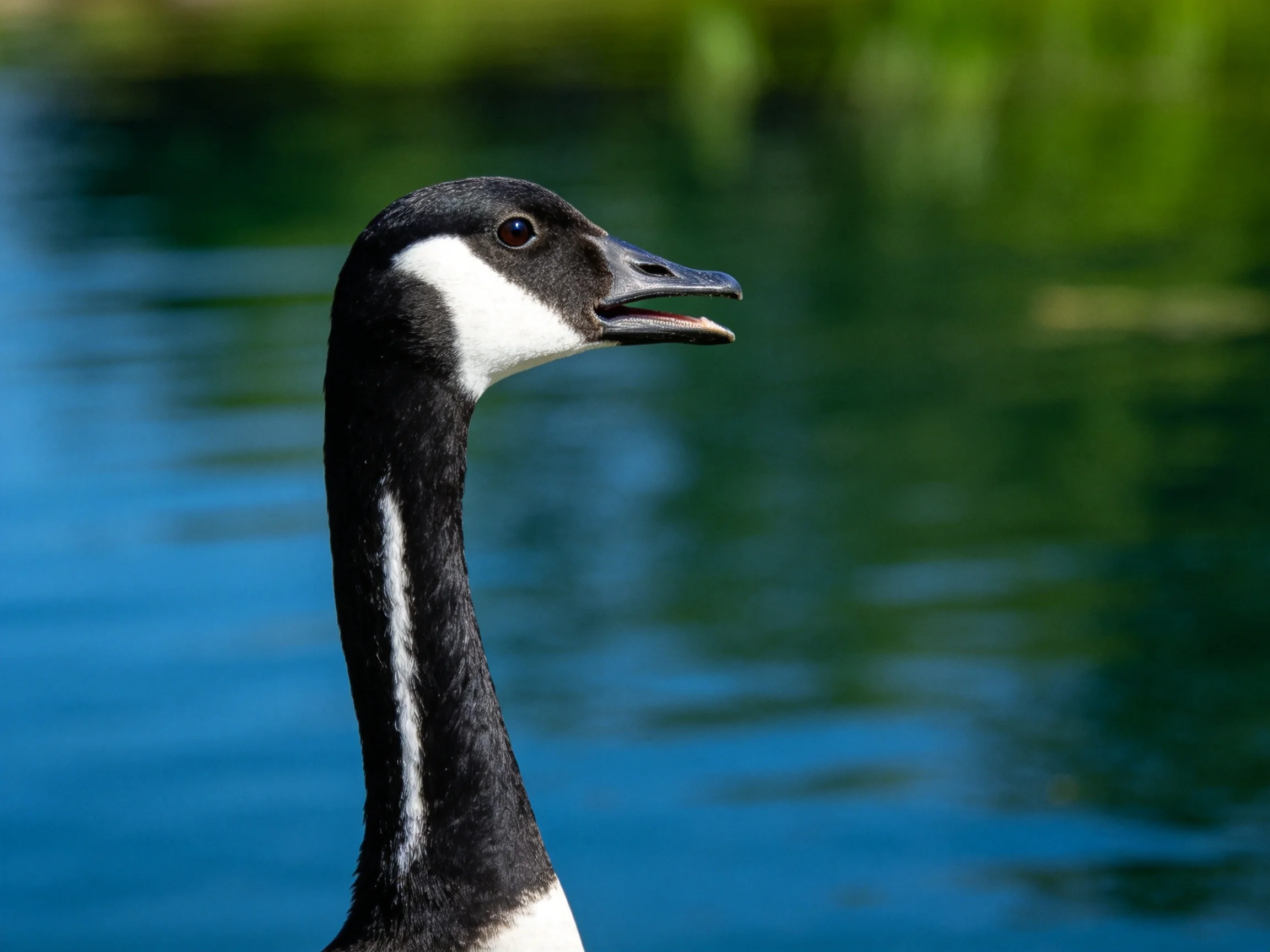 A Canada goose with black and white plumage near blue-green water