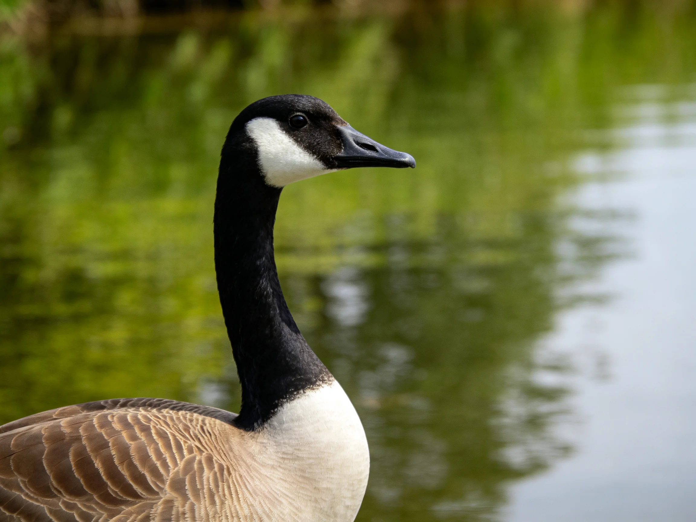A Canada goose with black neck, white face near calm green water