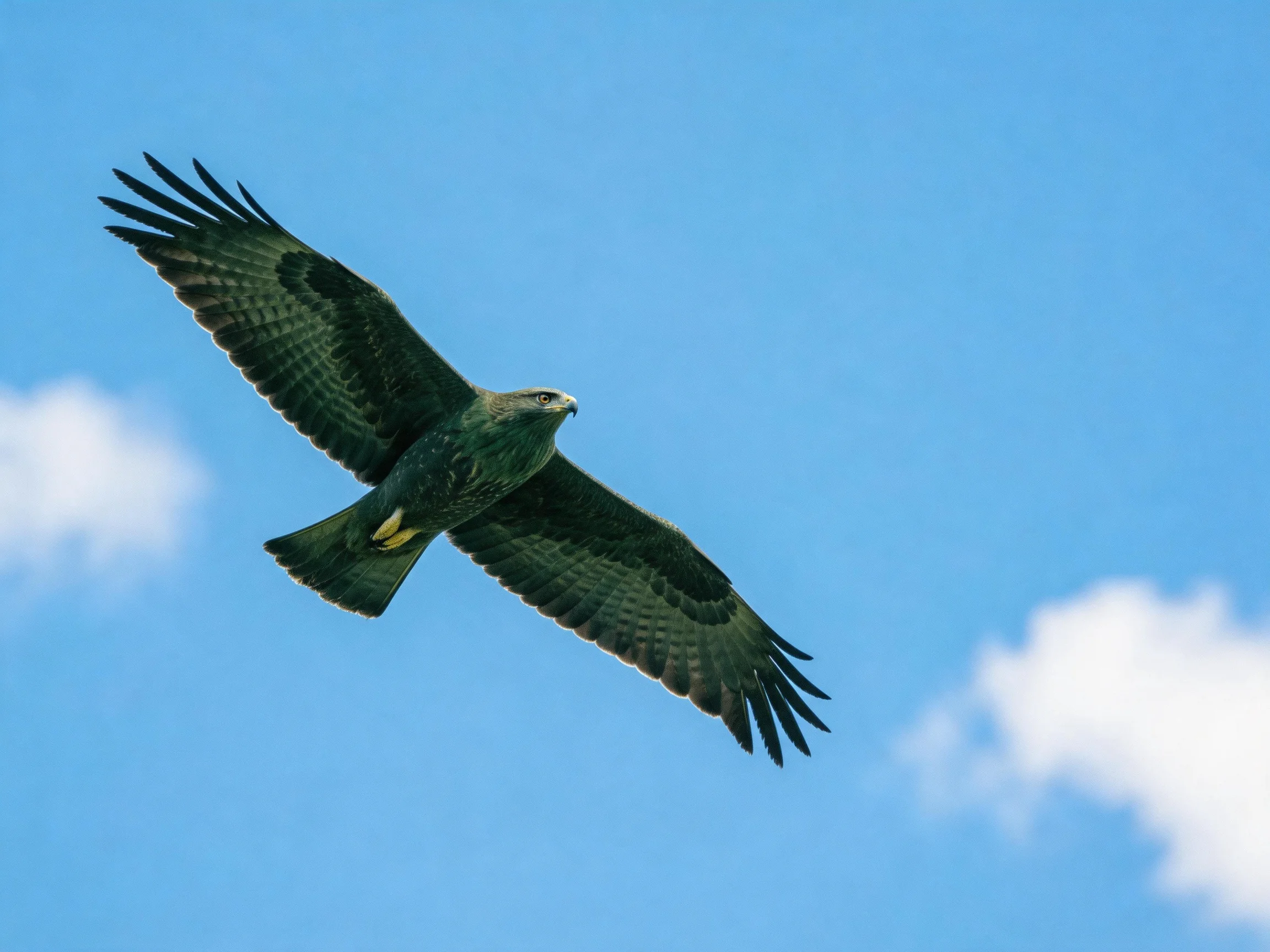 A Dark-Feathered Bird of Prey Soaring in Clear Blue Sky