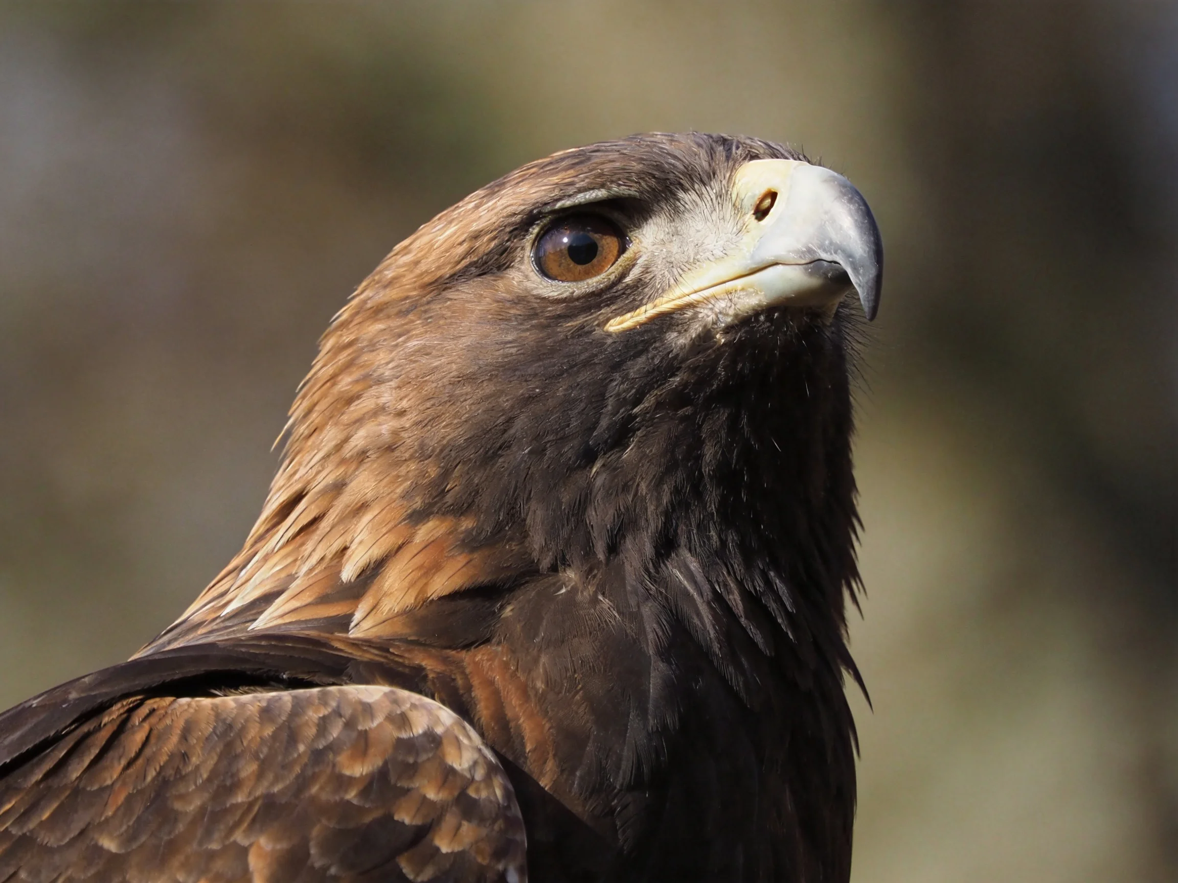A Golden Eagle with Rich Brown and Gold Feathers