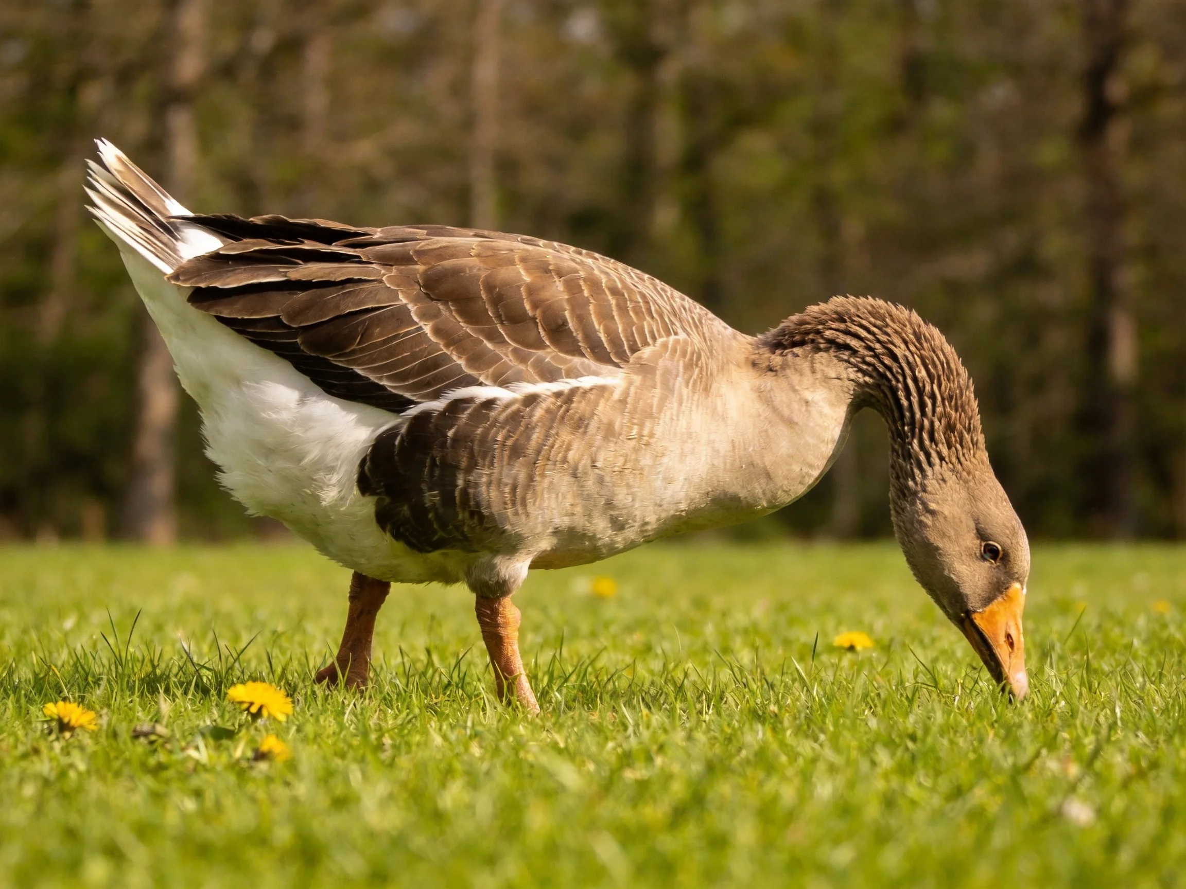 A Gray-Brown Goose Grazes Among Yellow Flowers in a Green Field