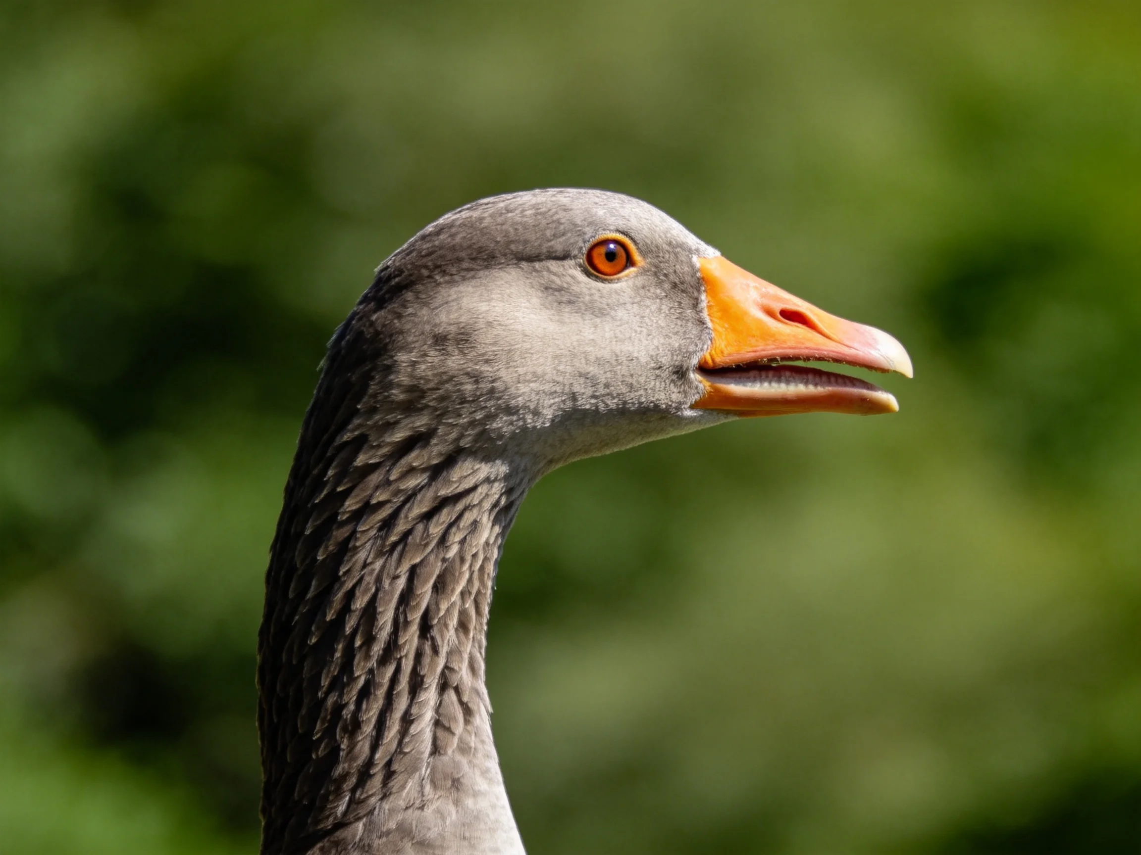 A Gray Goose with an Orange Beak Against Greenery