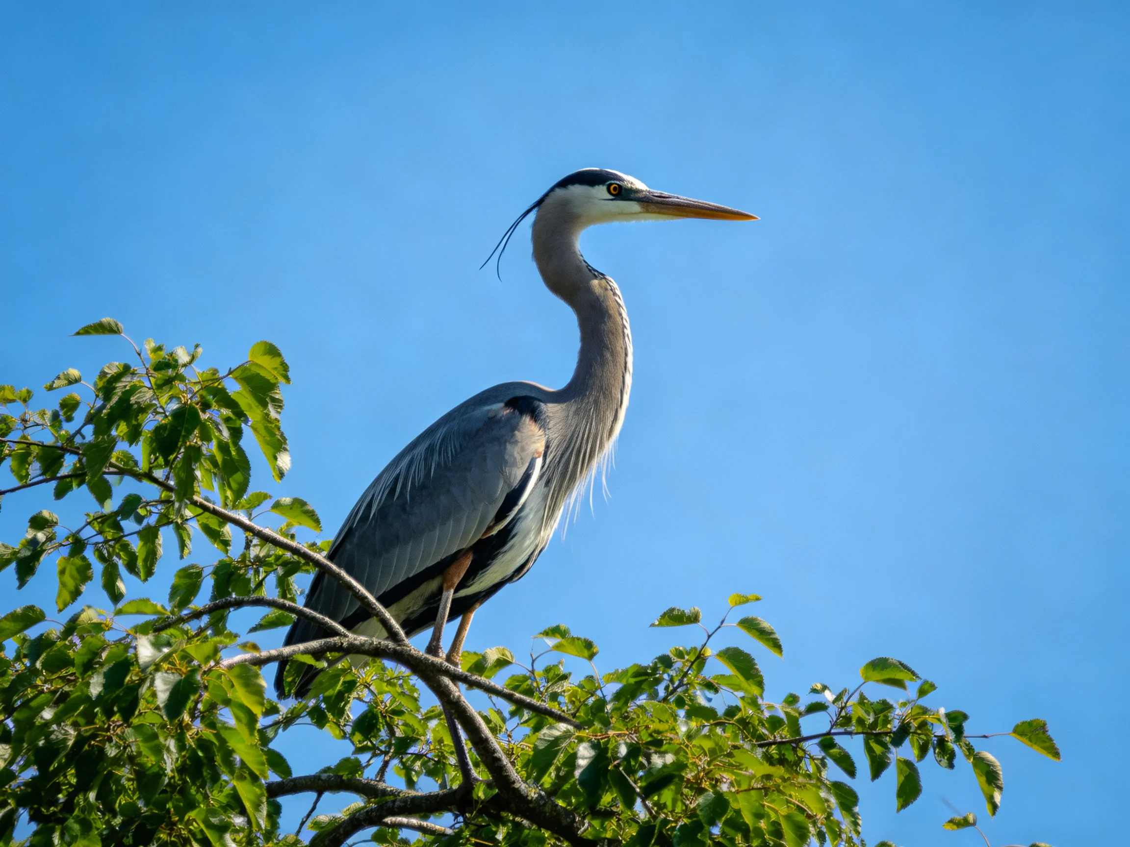 A Great Blue Heron perches on leafy branches beneath a clear blue sky