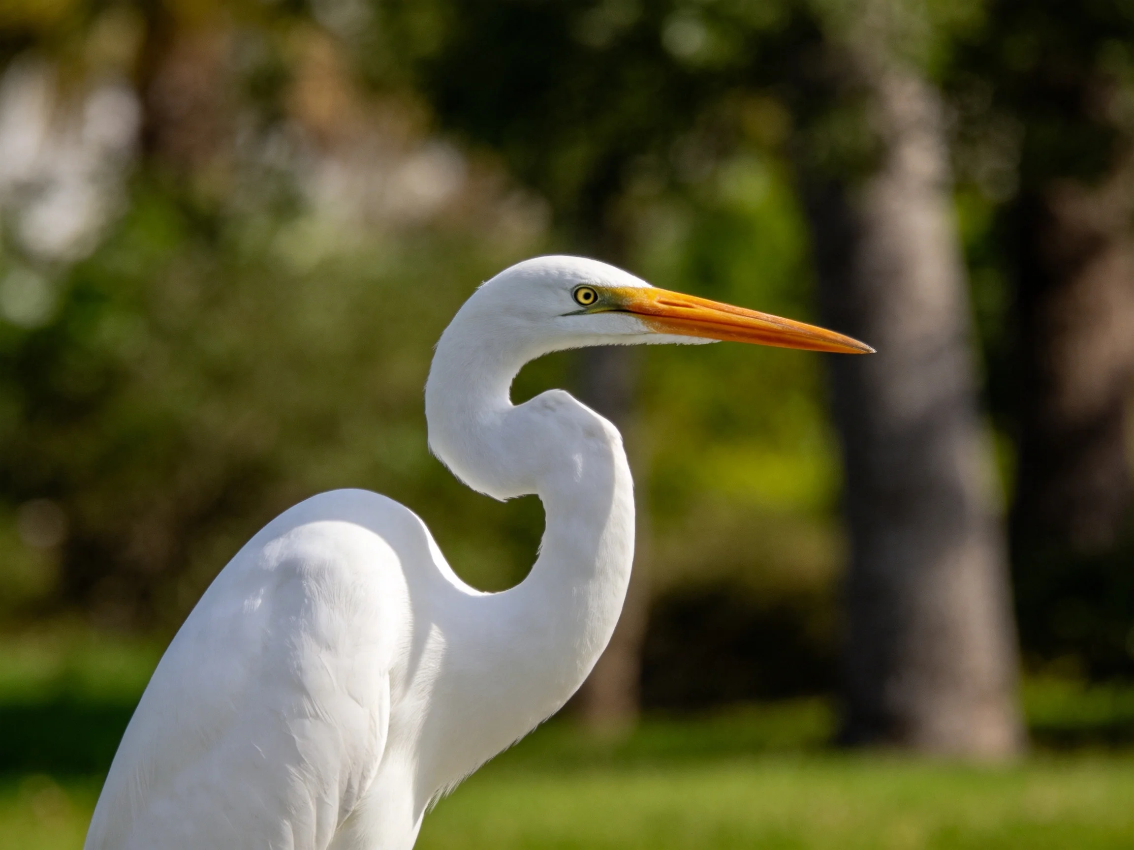 A Great Egret with Long Orange Beak in a Green Park Setting