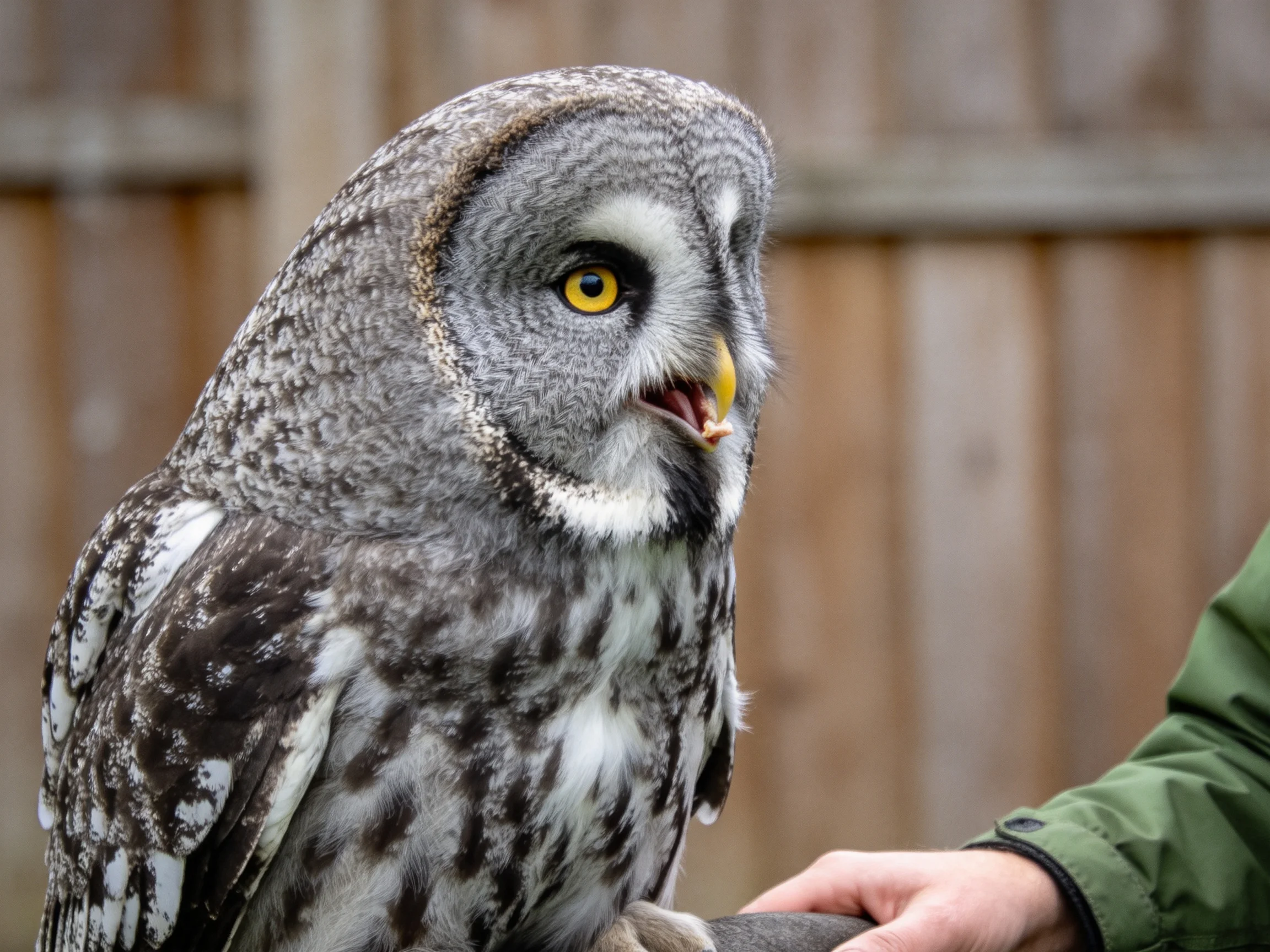 A Great Grey Owl with Yellow Eyes Near a Human Hand