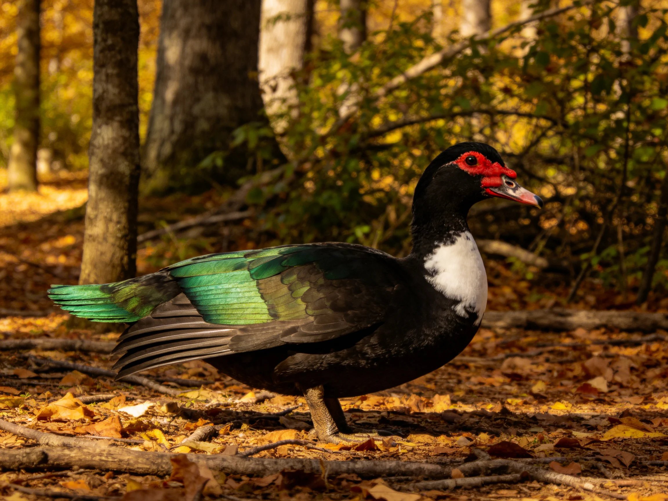 A Muscovy duck with green wings, red face, on autumn leaves in a forest
