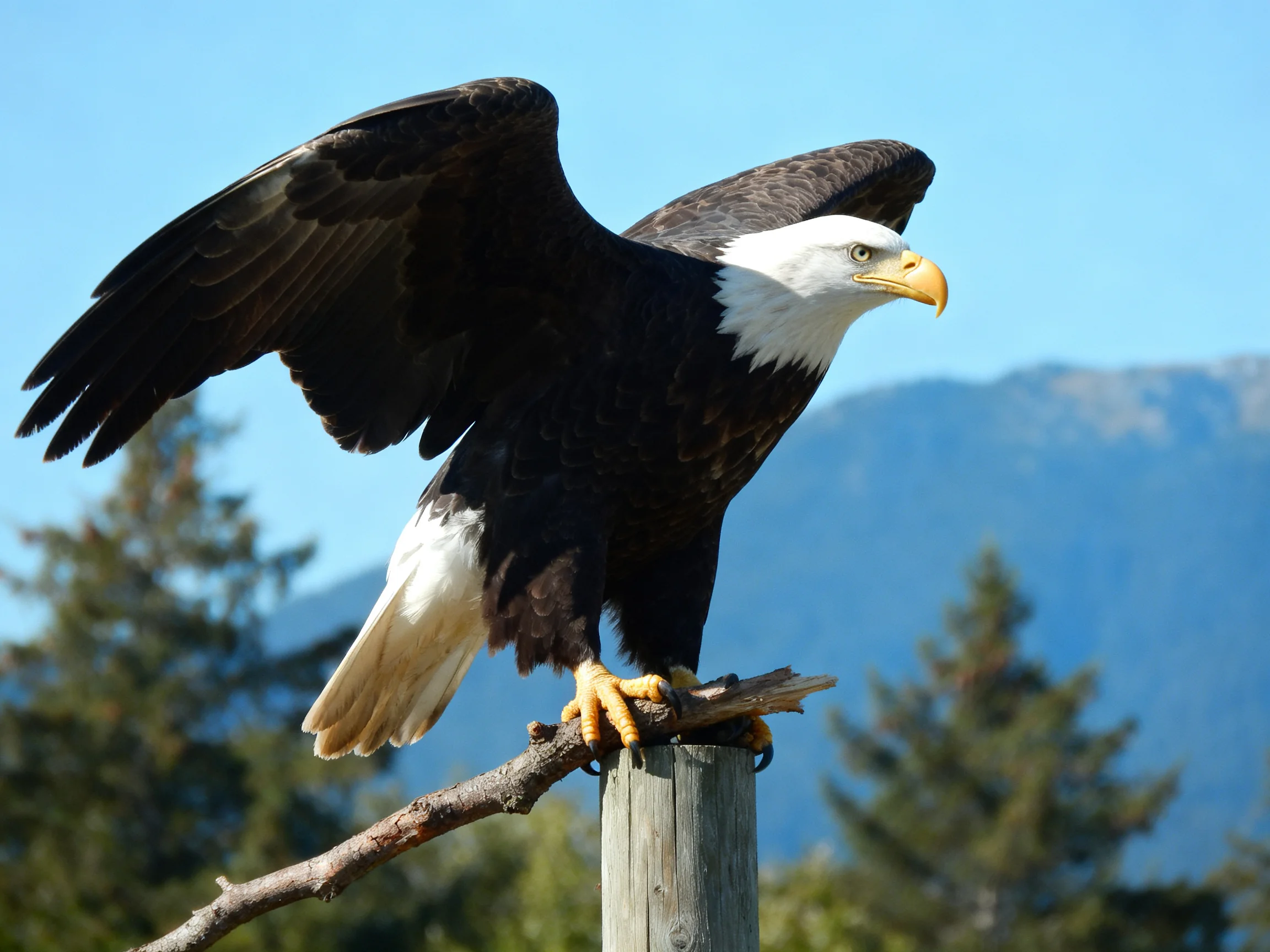 A bald eagle spreads wings atop a wooden post near mountains