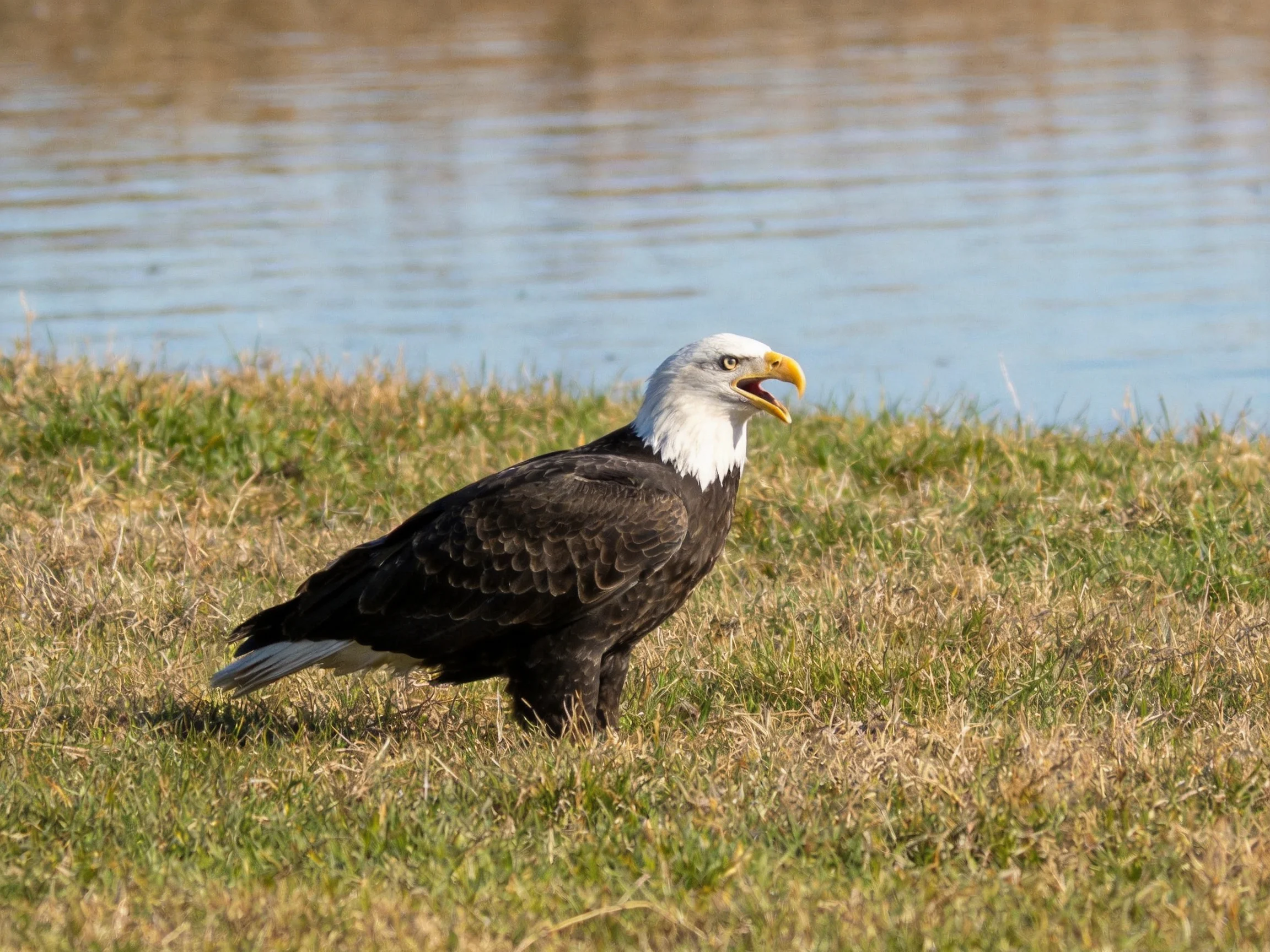 A bald eagle stands on brown-green grass by calm water