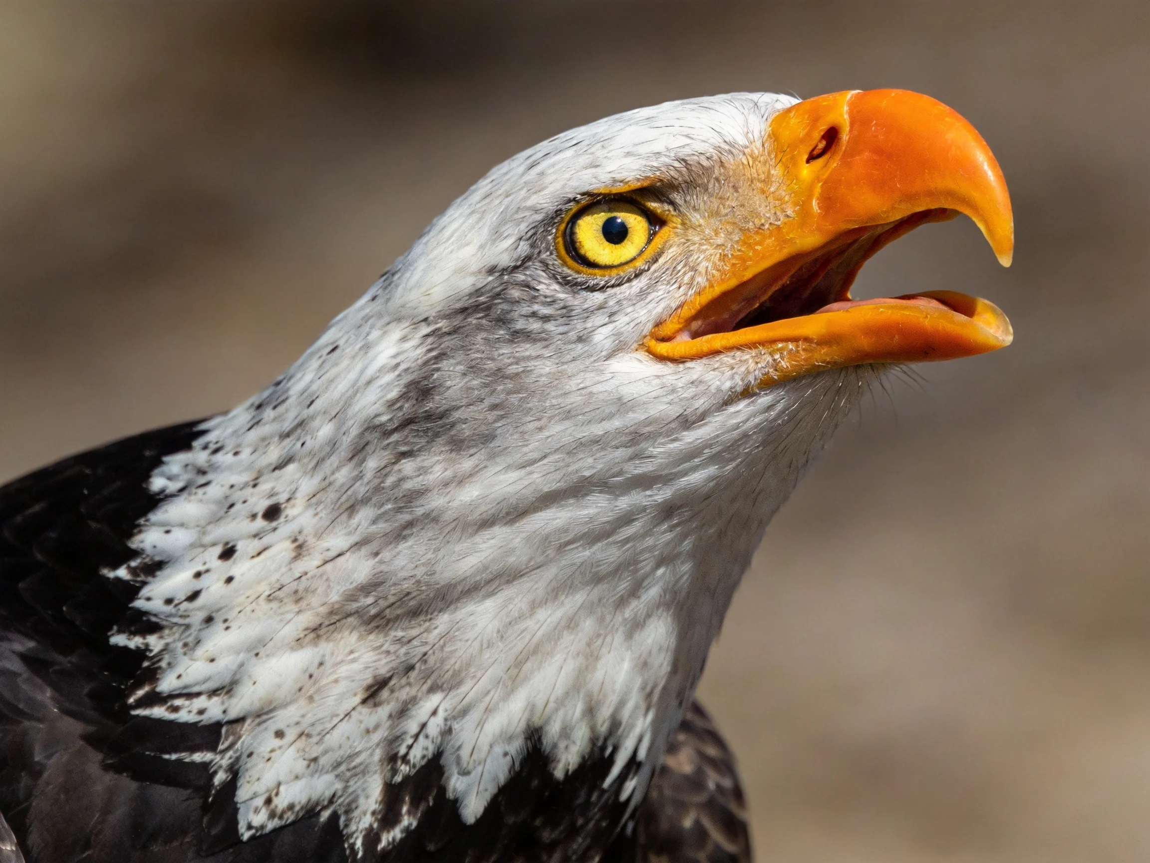 A bald eagle with vibrant orange beak and white head feathers