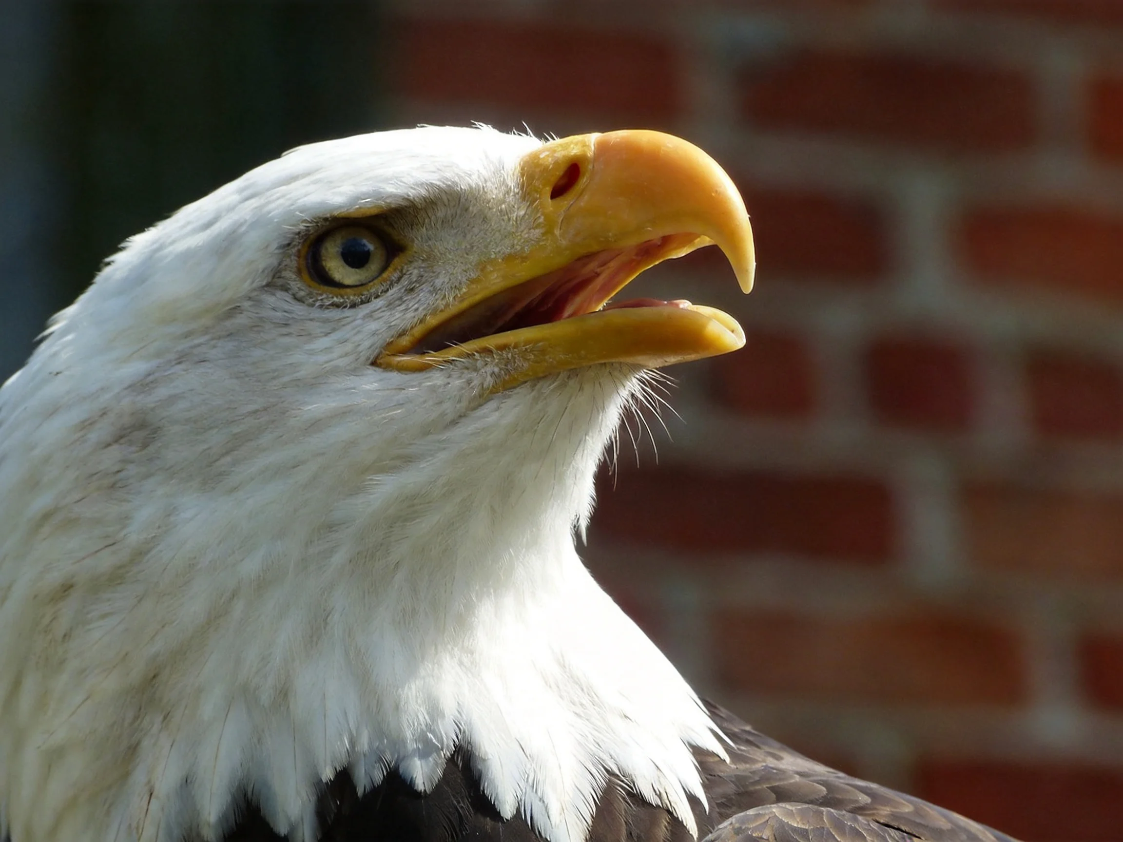 Close - of a bald eagle with open beak beside a blurred brick wall