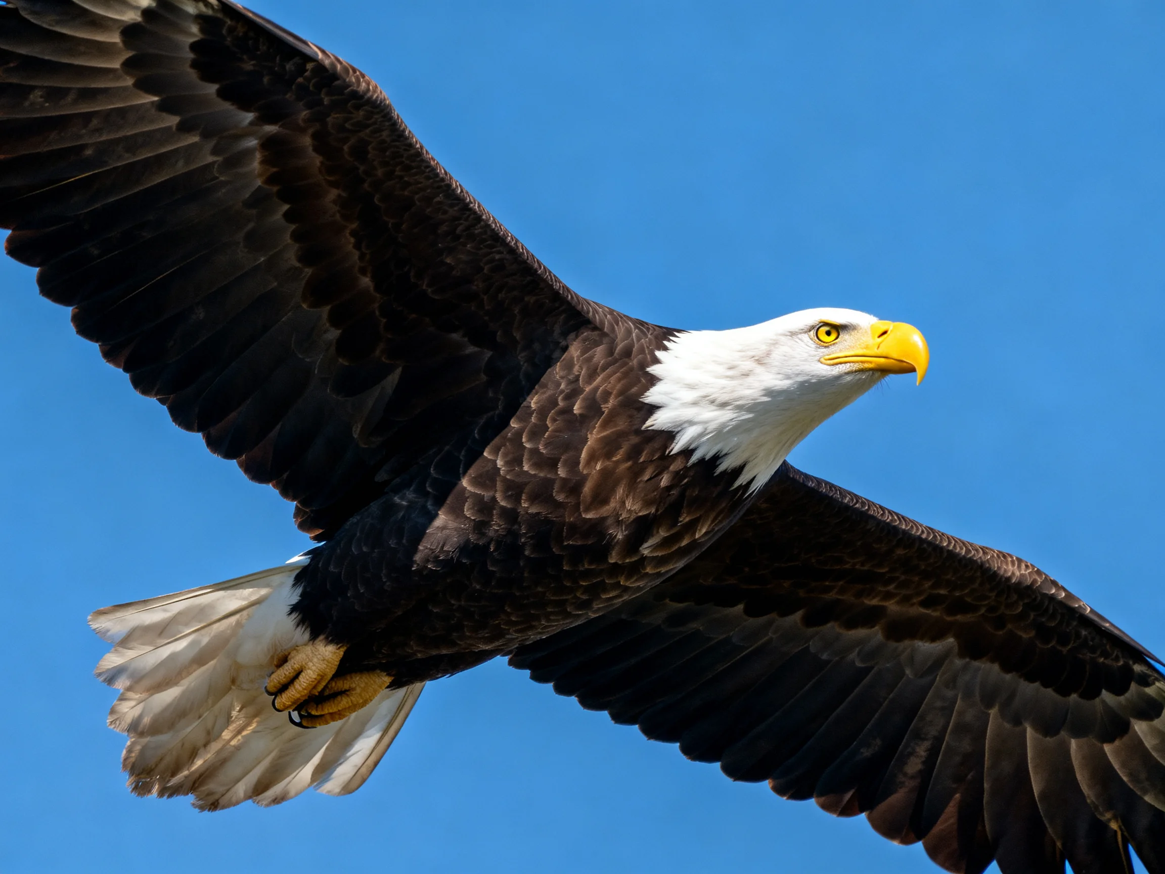 A bald eagle with white head and dark wings flies against blue sky