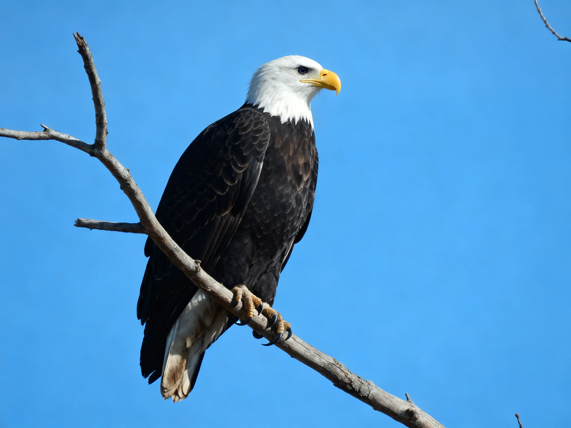 A bald eagle with white head and dark wings perches on a bare tree branch