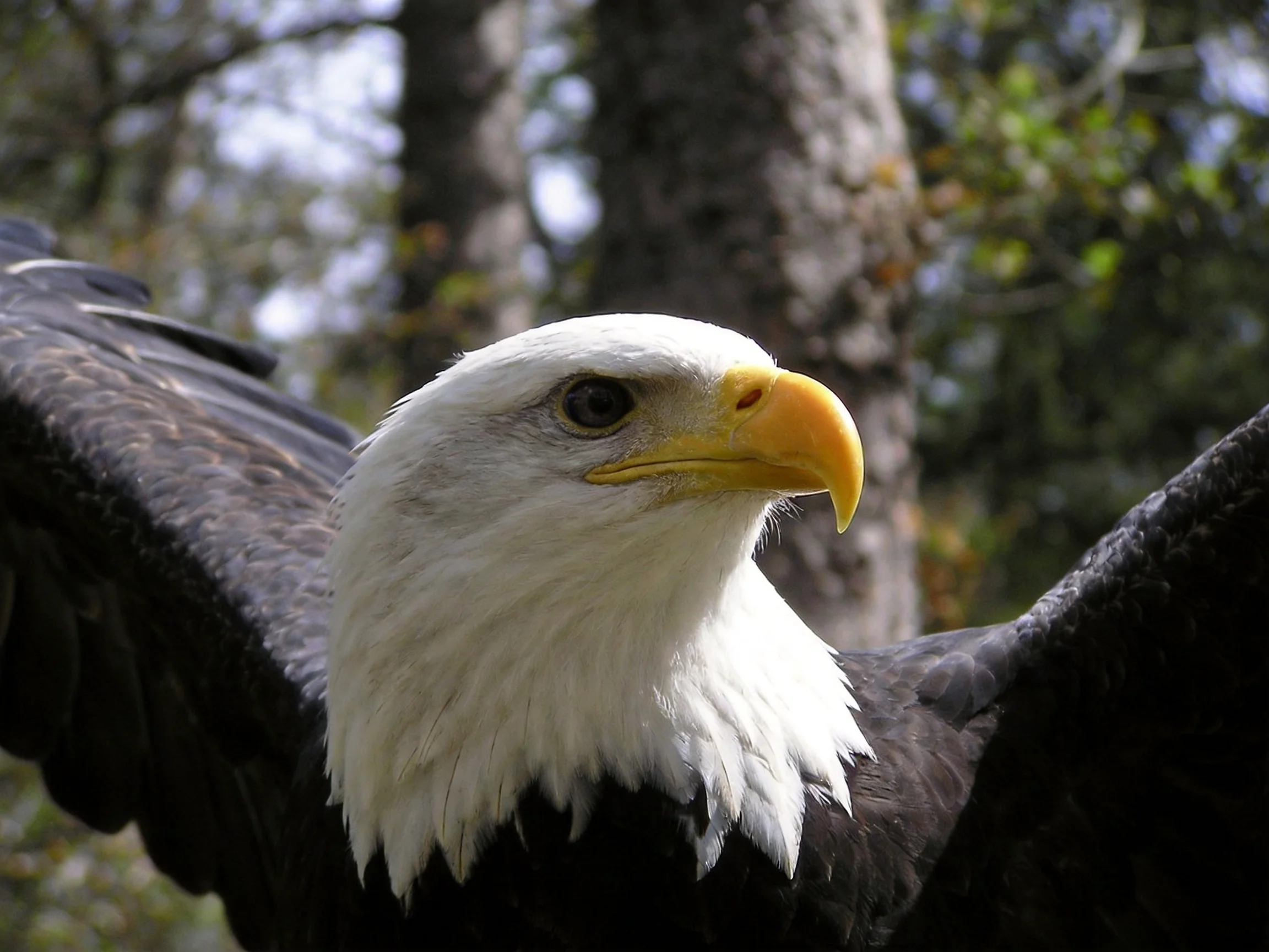 A bald eagle with white head and yellow beak in a wooded area