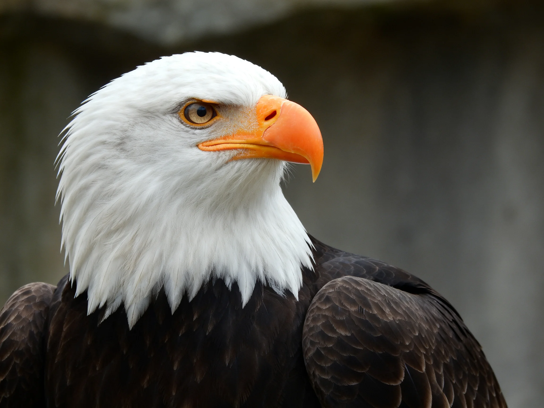 A bald eagle with white head, bright orange beak, and dark brown plumage