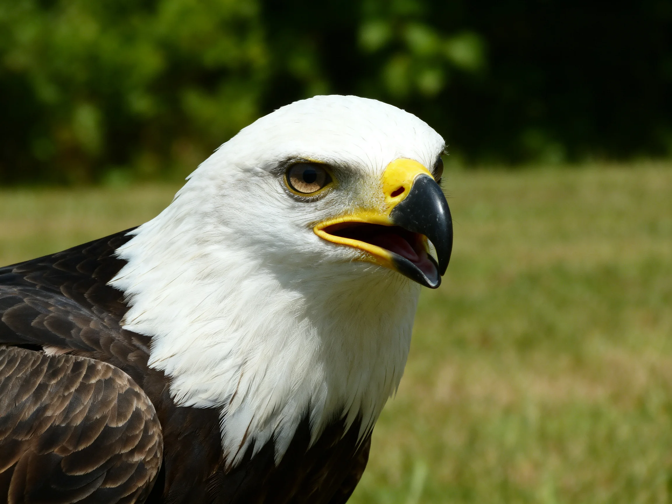 A bald eagle with white head, yellow beak, and dark brown wings