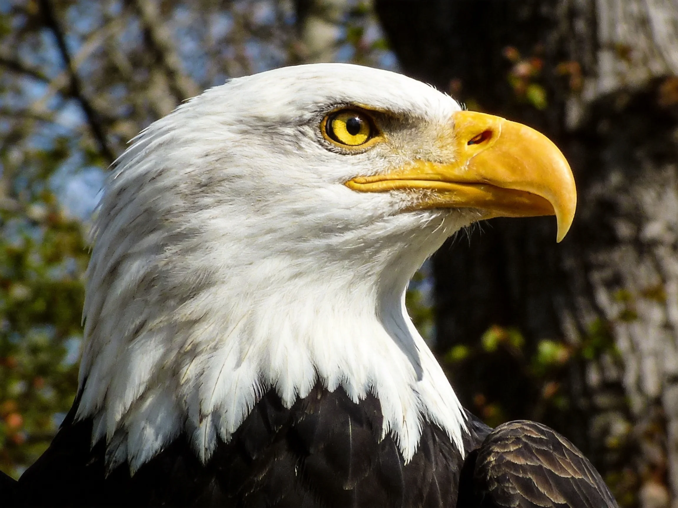 A bald eagle with white head, yellow beak, and dark feathers near trees