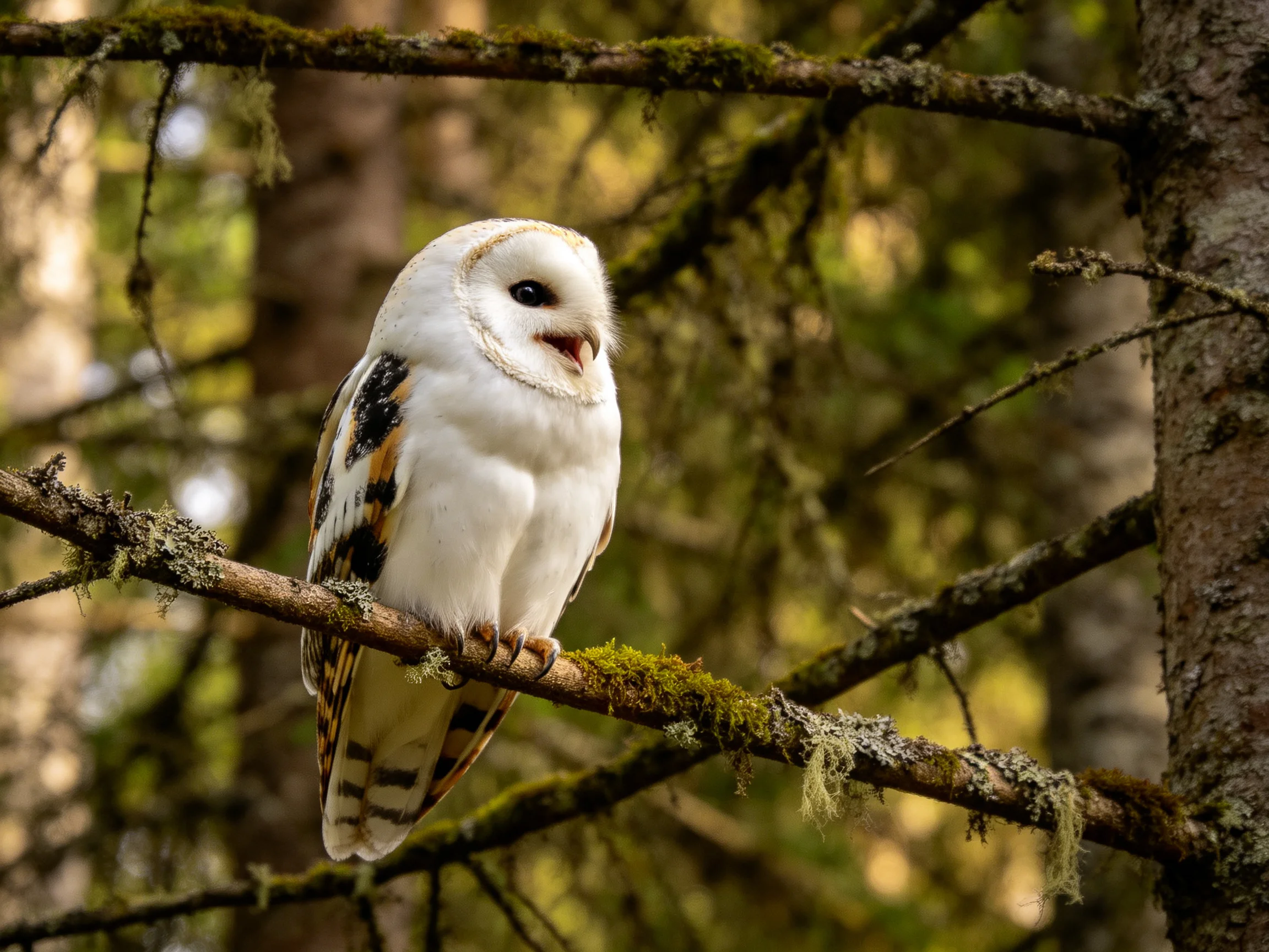 A barn owl perched on a moss-covered tree branch in a forest