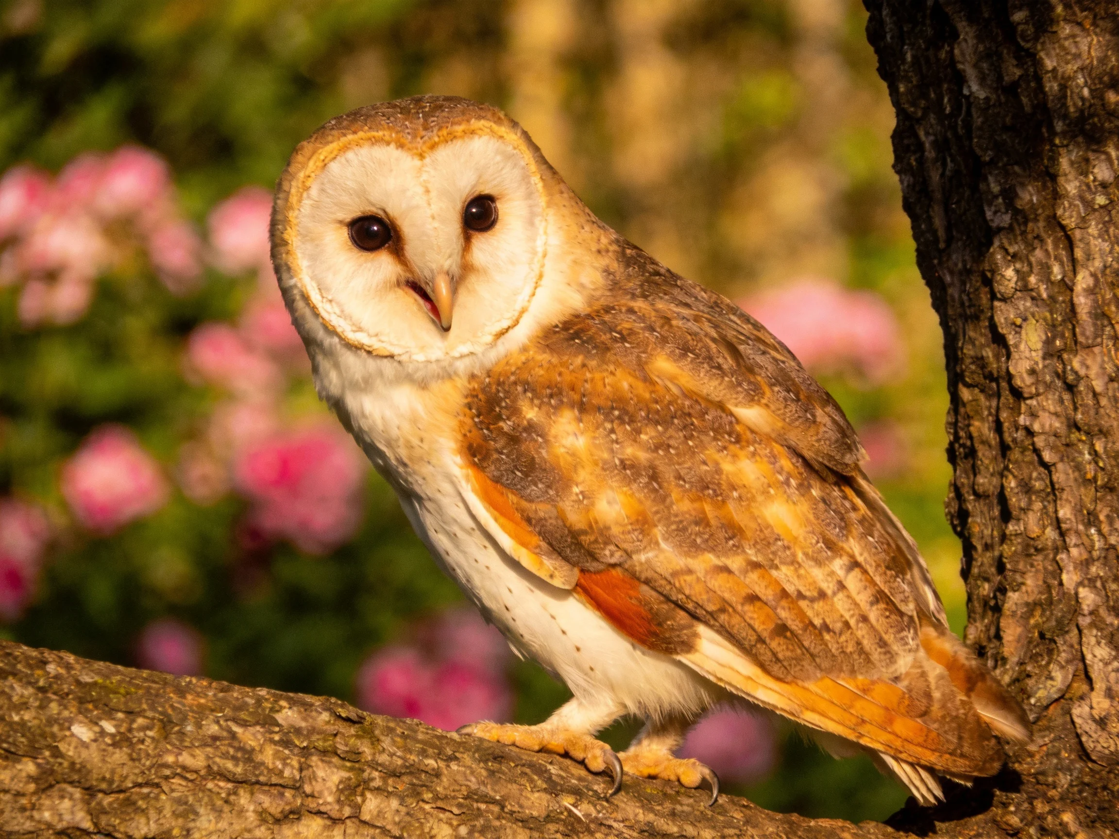 A barn owl with brown and orange plumage perches on a tree trunk near pink flowers