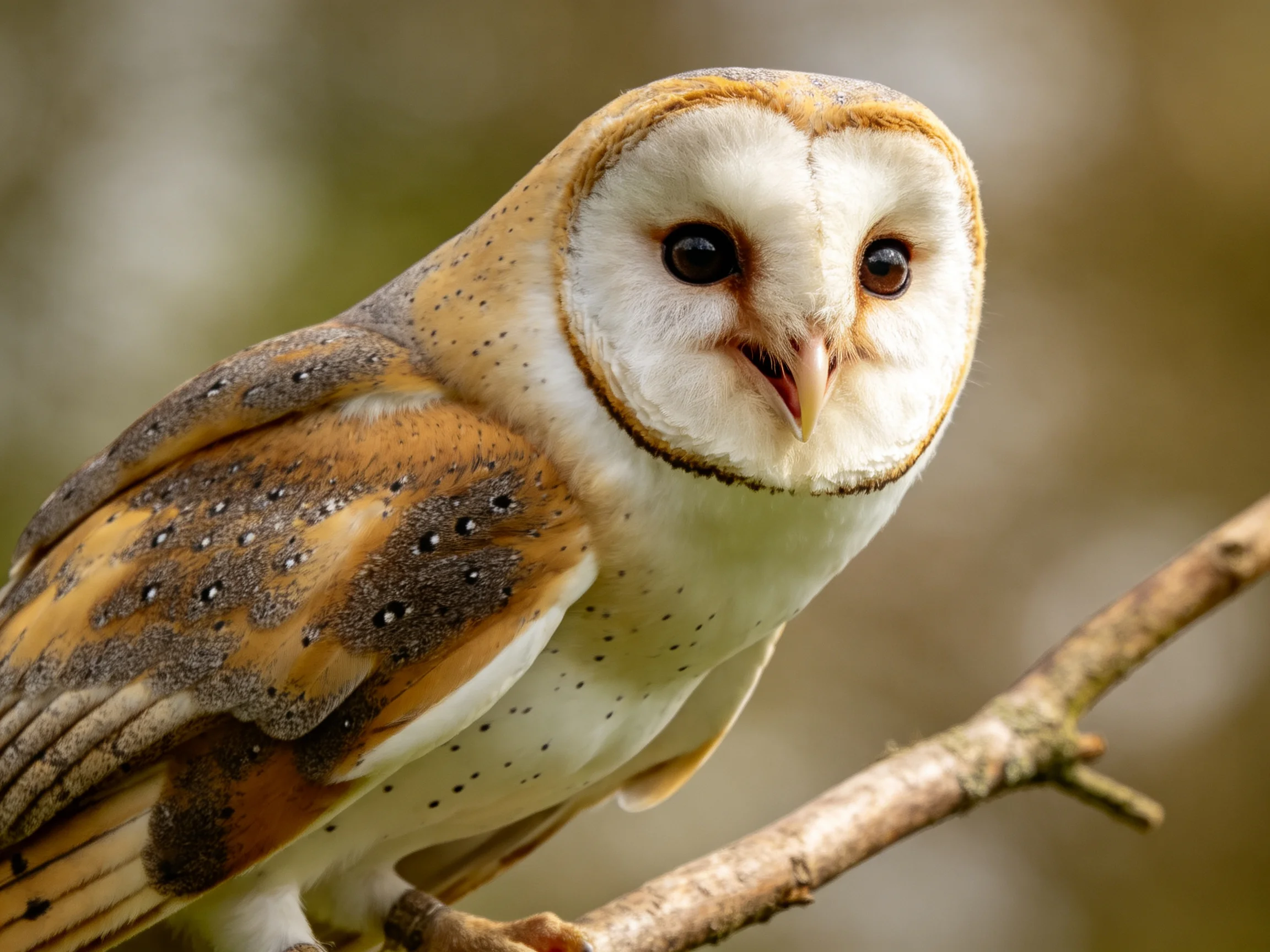 A barn owl with white face and brown-speckled wings perched on a branch