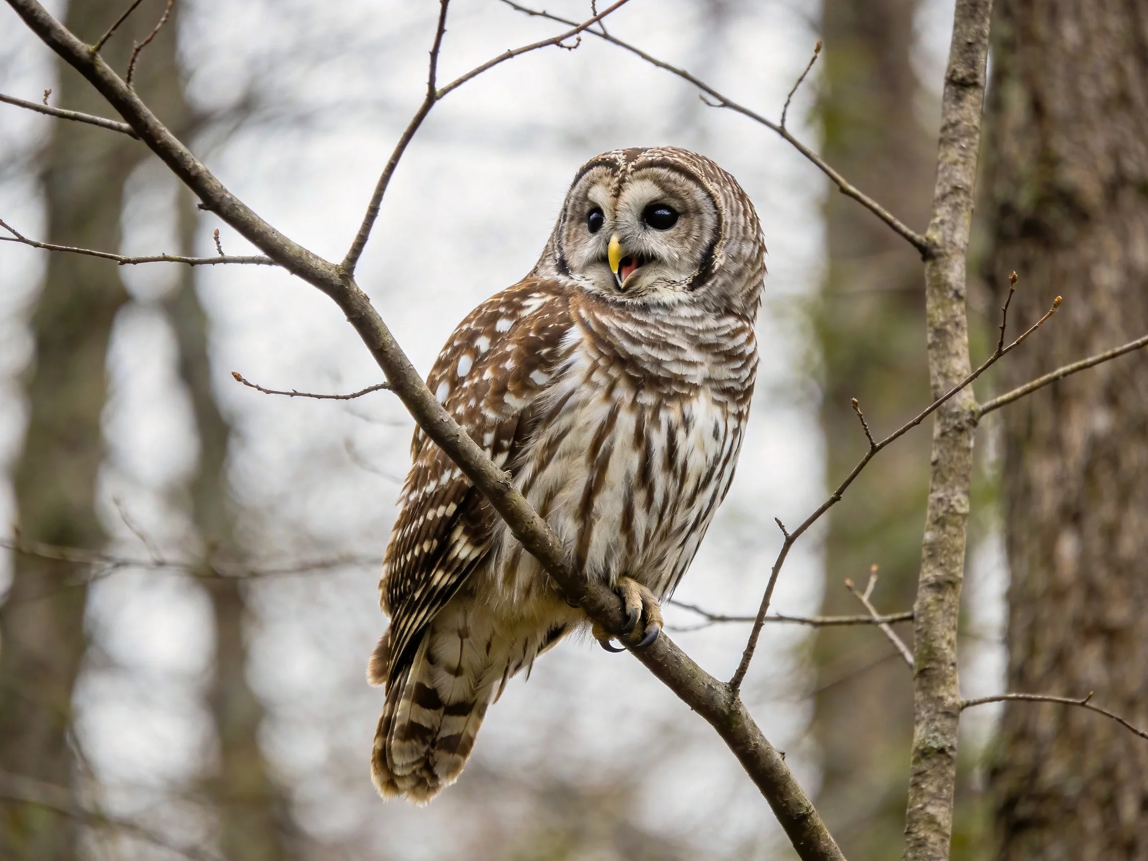 A barred owl perched on a bare tree branch in a forest
