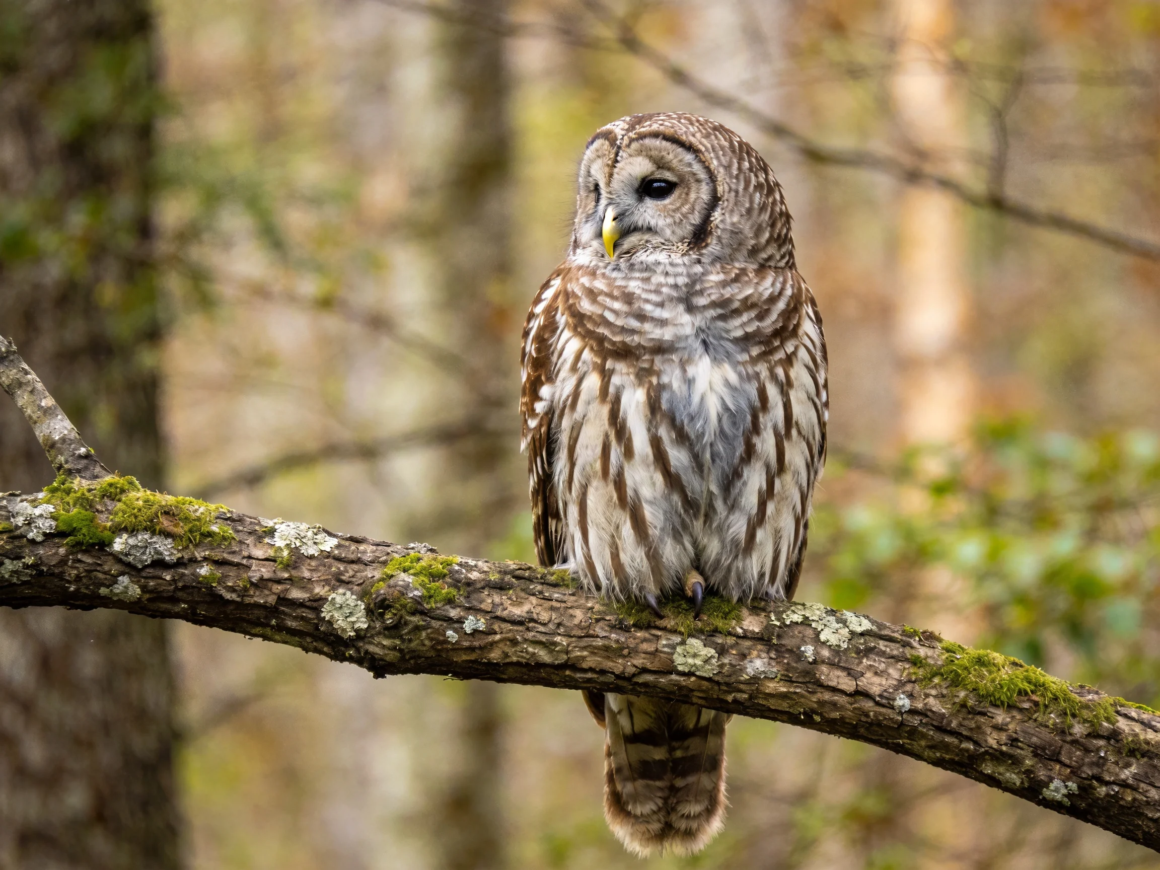 A barred owl perched on a moss-covered tree branch
