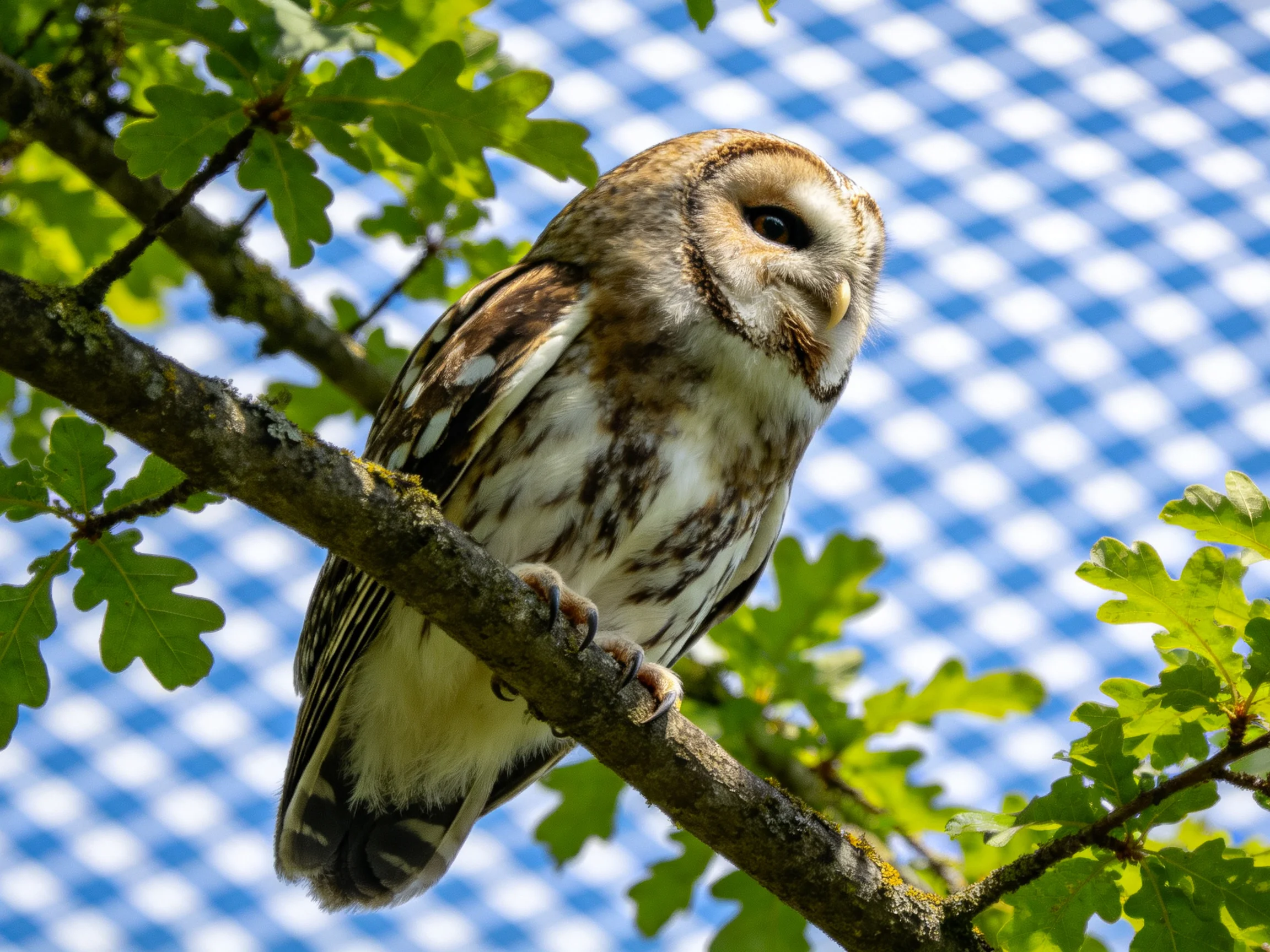 A barred owl perched on a mossy tree branch amid green foliage