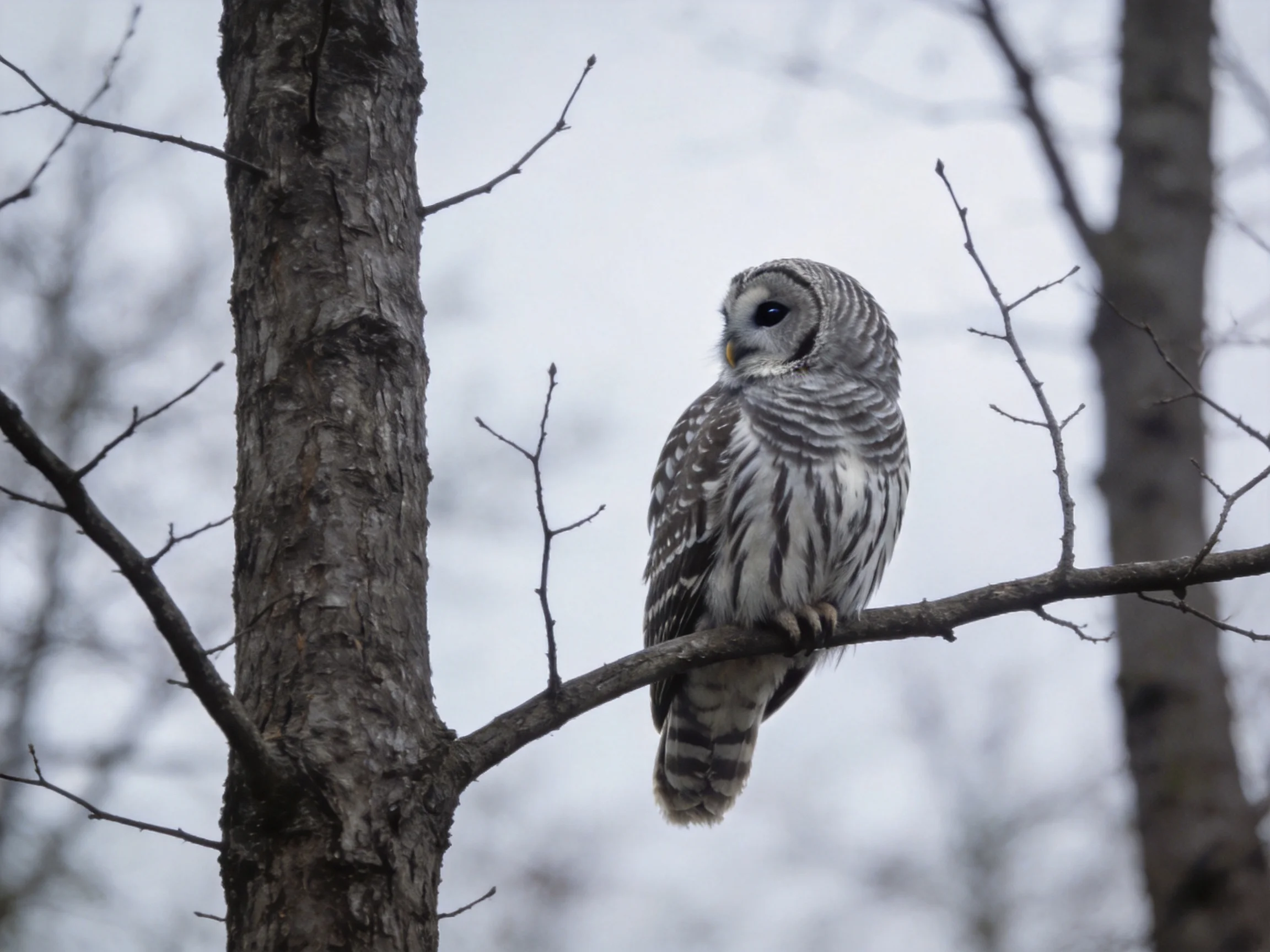 A barred owl perchedon a bare tree branch in a misty woodland