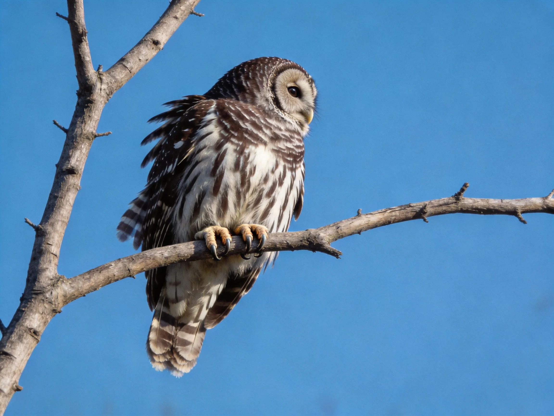 A barred owl perches on a bare tree branch under bright blue sky