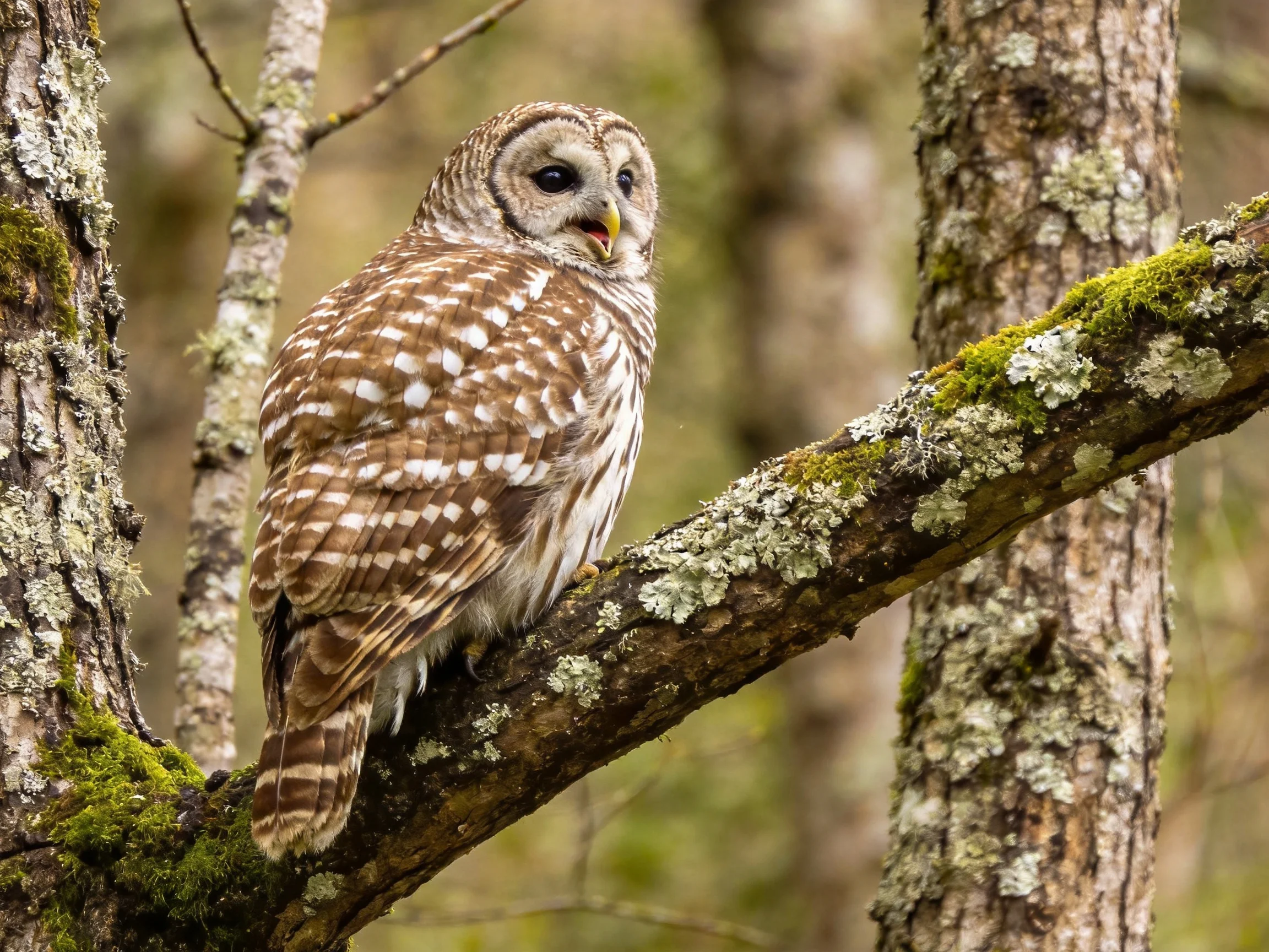 A barred owl perches on a mossy, lichen-speckled tree branch