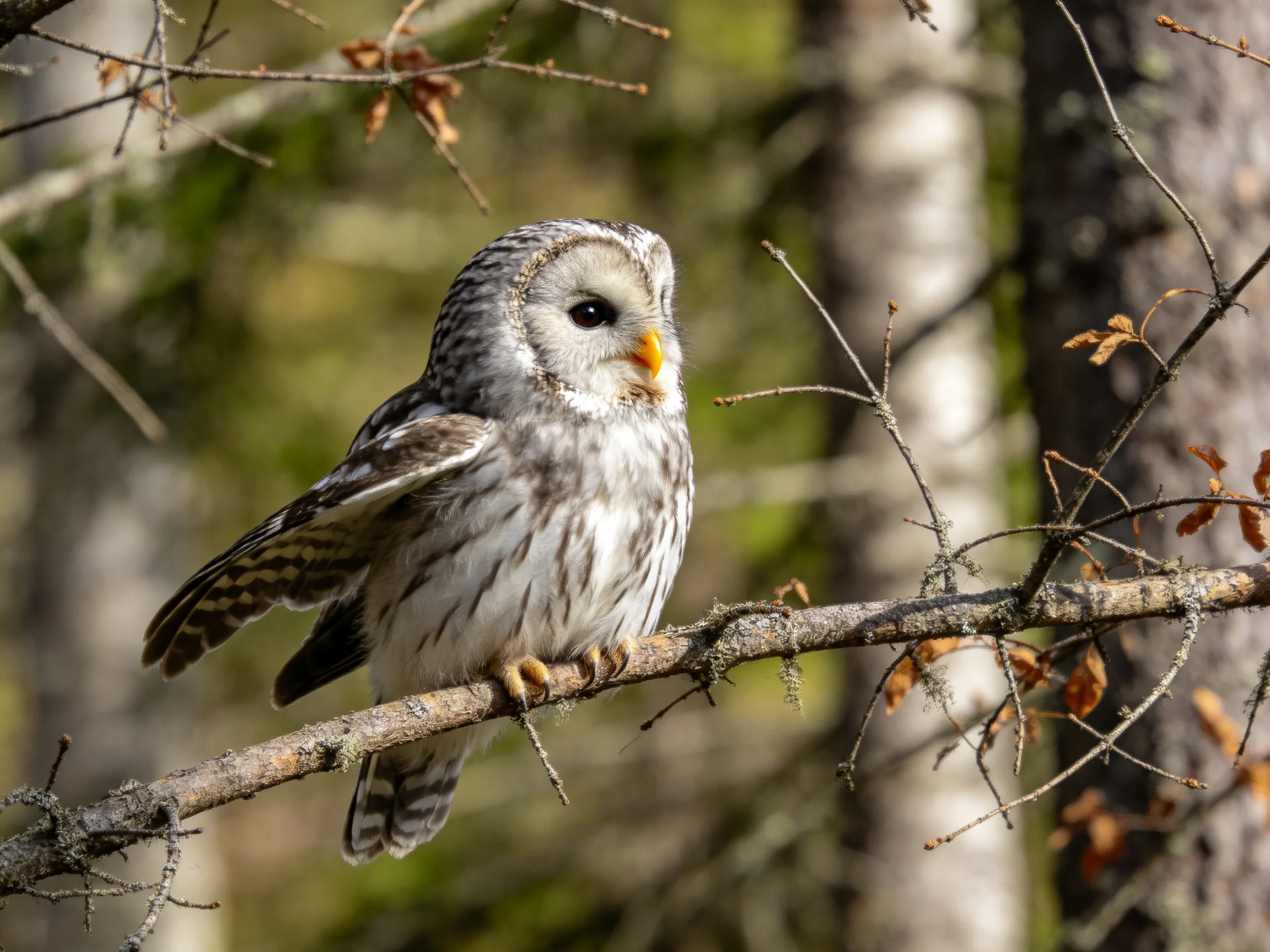 A barred owl perches on a tree branch in a sunlit forest