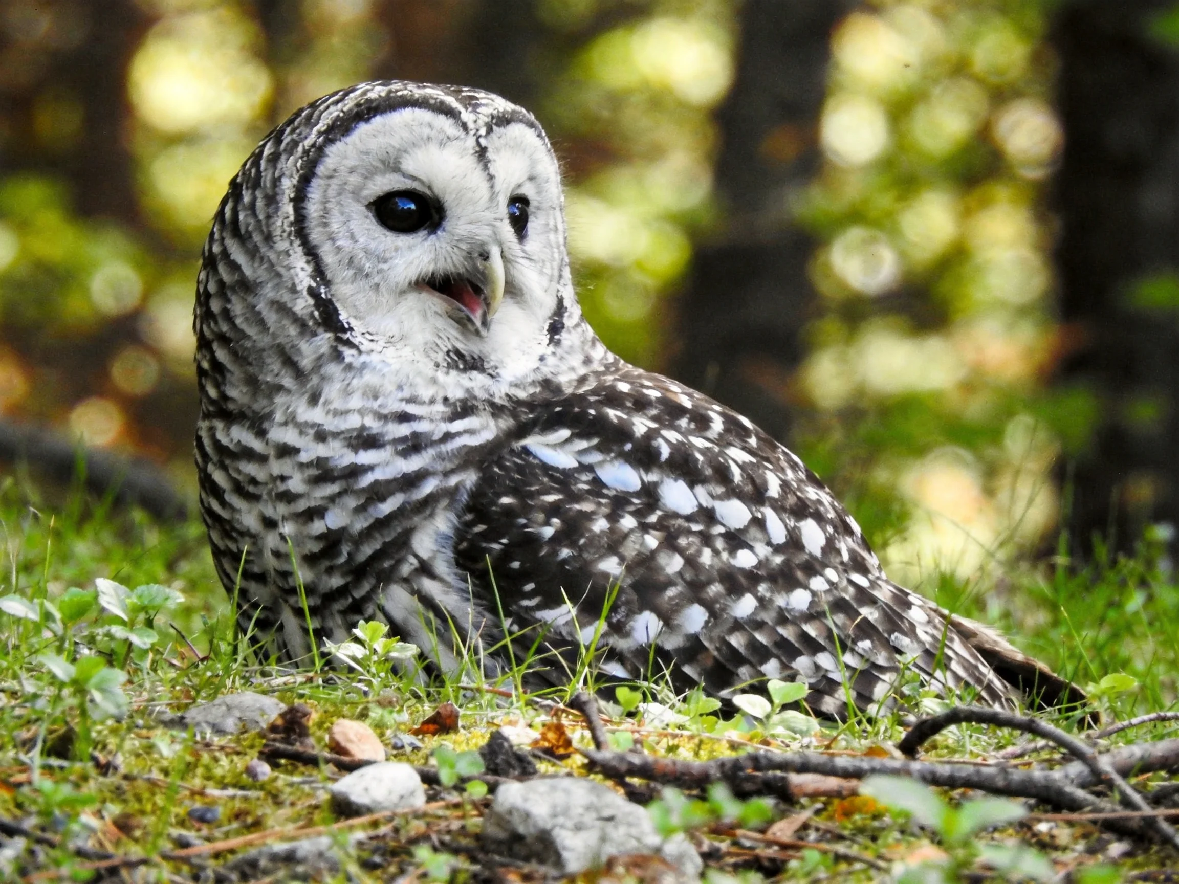 A barred owl resting in a sun-dappled forest clearing