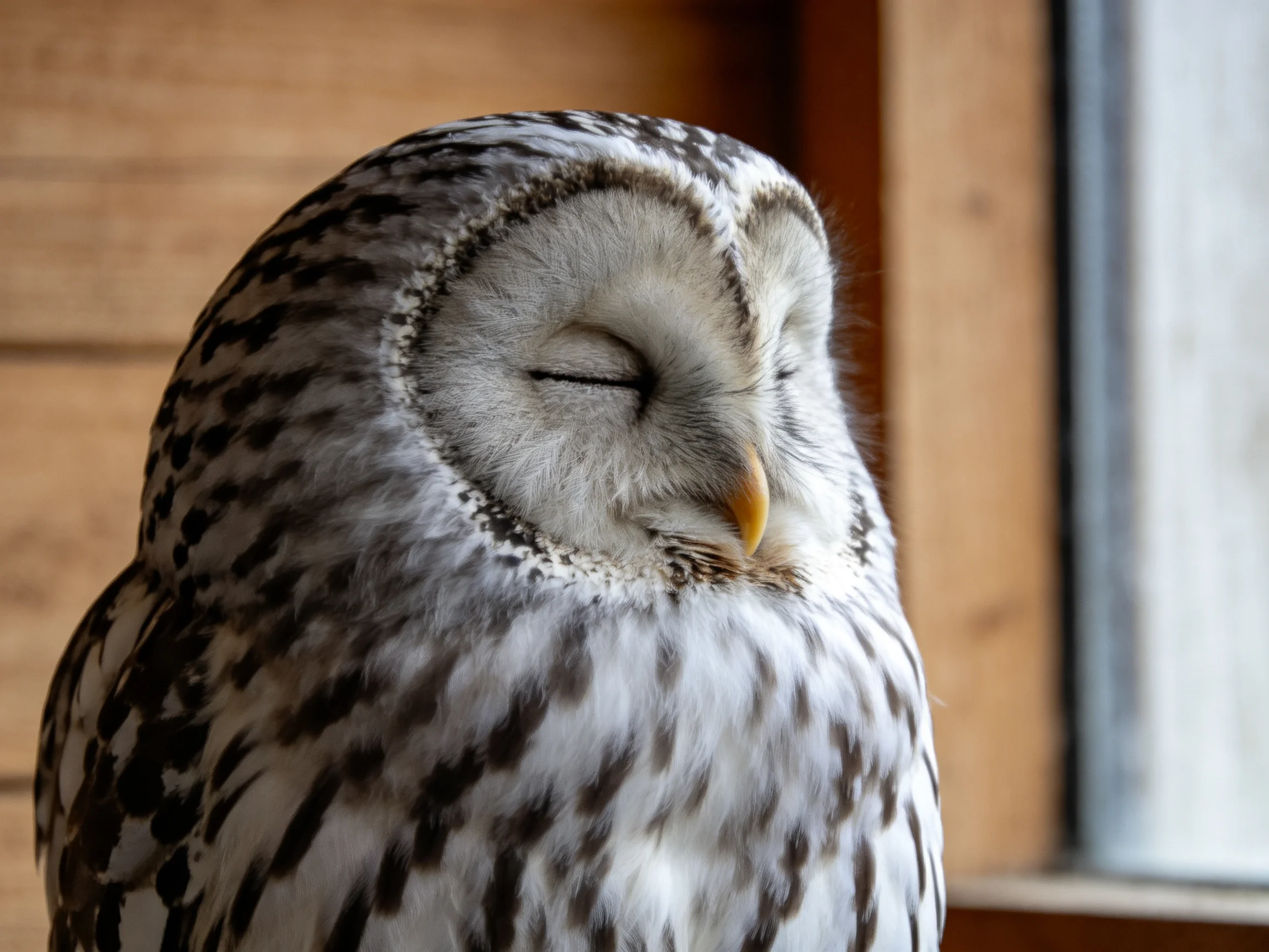 A barred owl sleeps near a wooden wall by a window