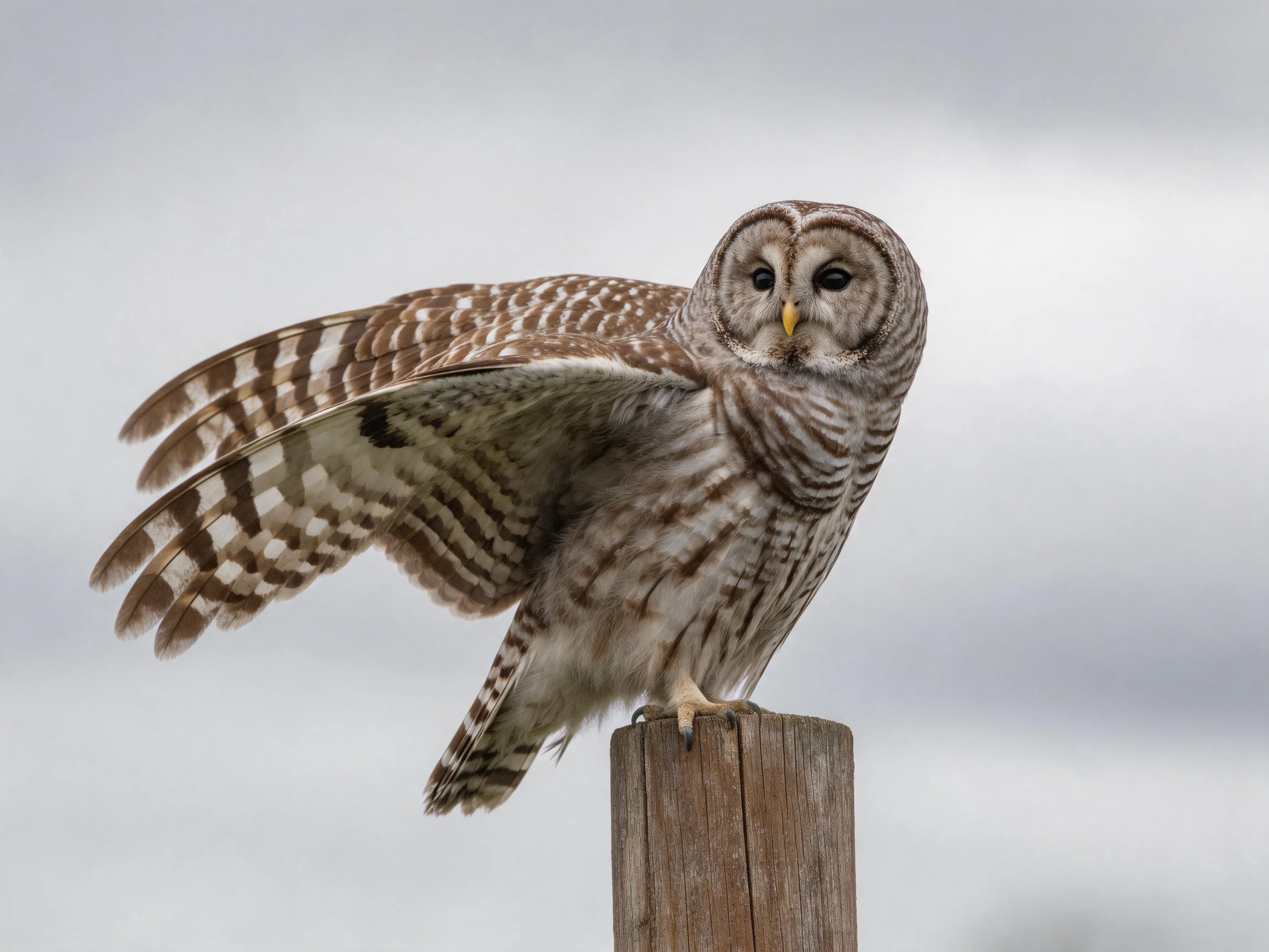 A barred owl spreading wings atop a weathered wooden post