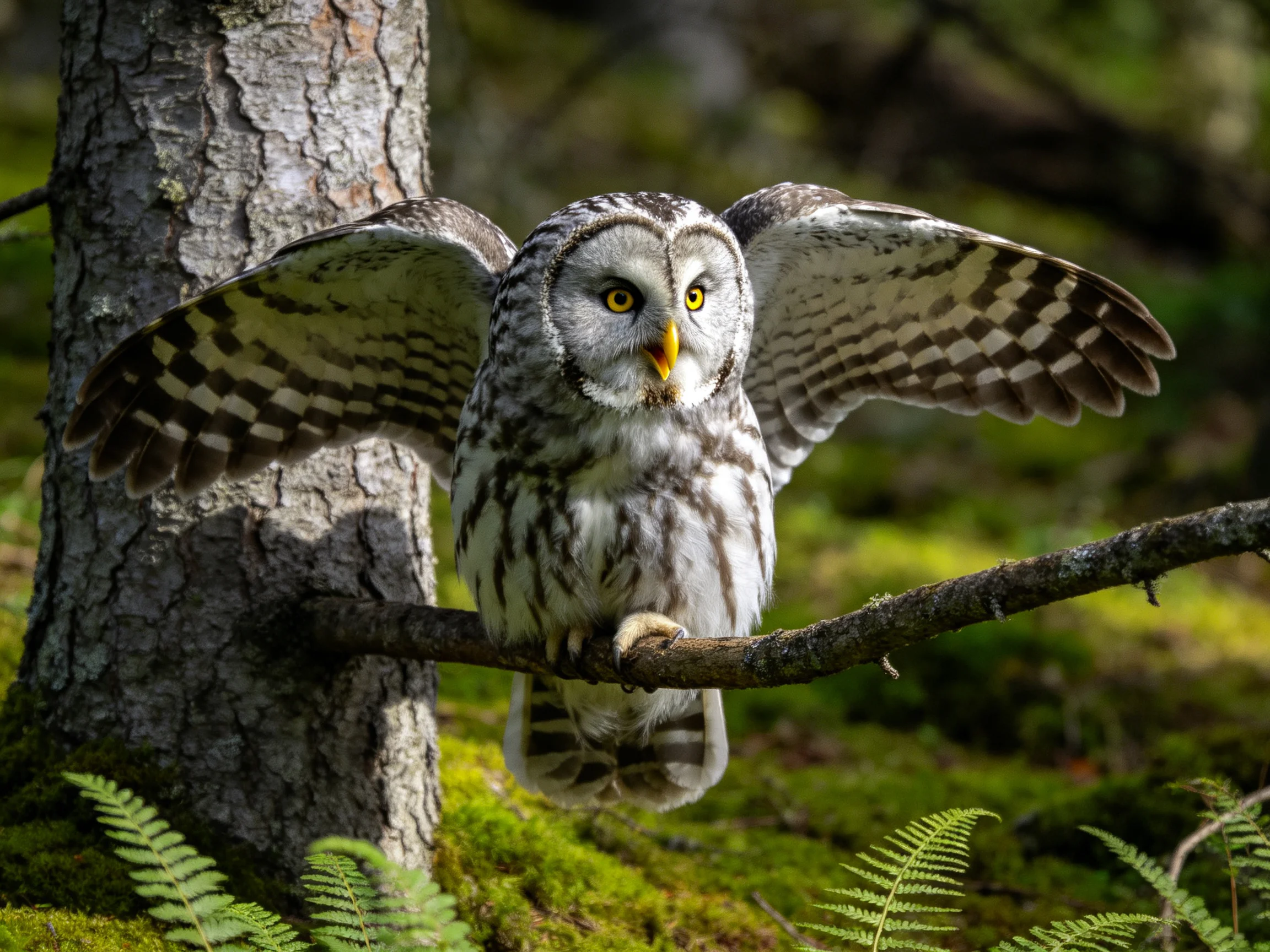 A barred owl spreading wings on a mossy forest branch